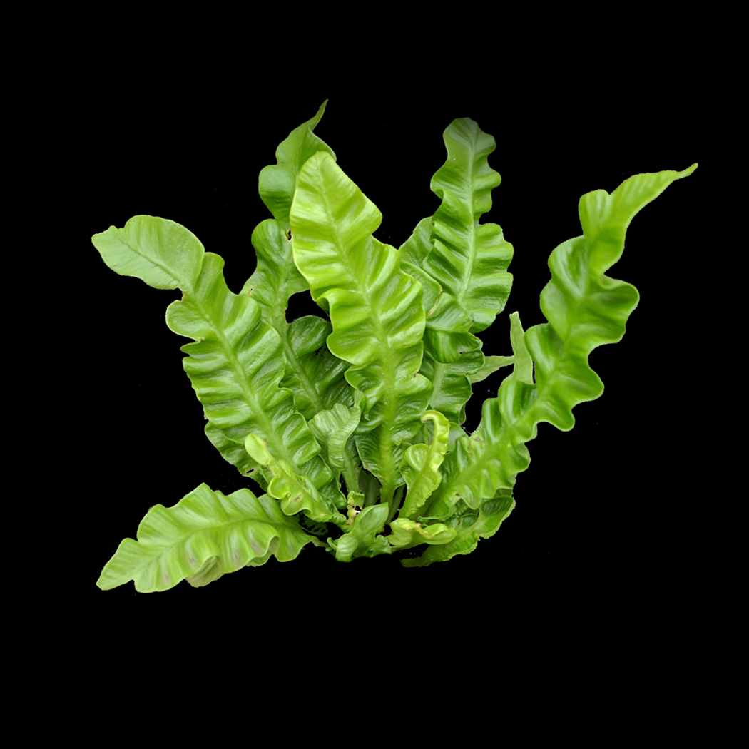 crispy bird's nest fern Asplenium nidus 'Crispy Wave'