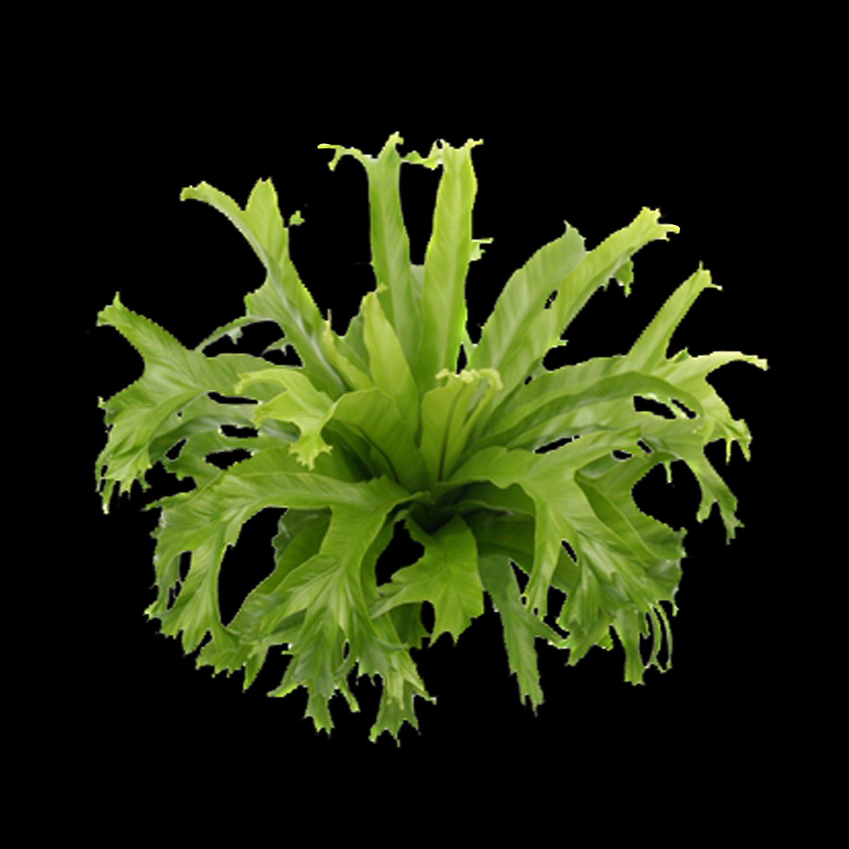 birds nest fern crissie Asplenium antiquum 'Crissie' – The Forked Bird's Nest – Collectors Online