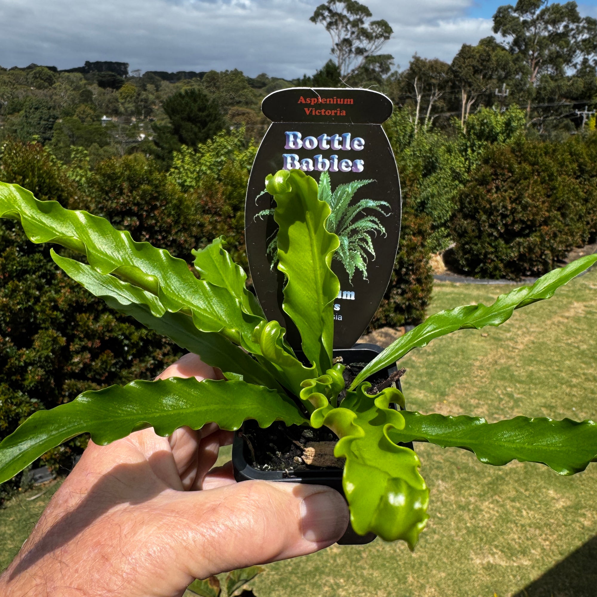 Asplenium-Victoria-Plant-66