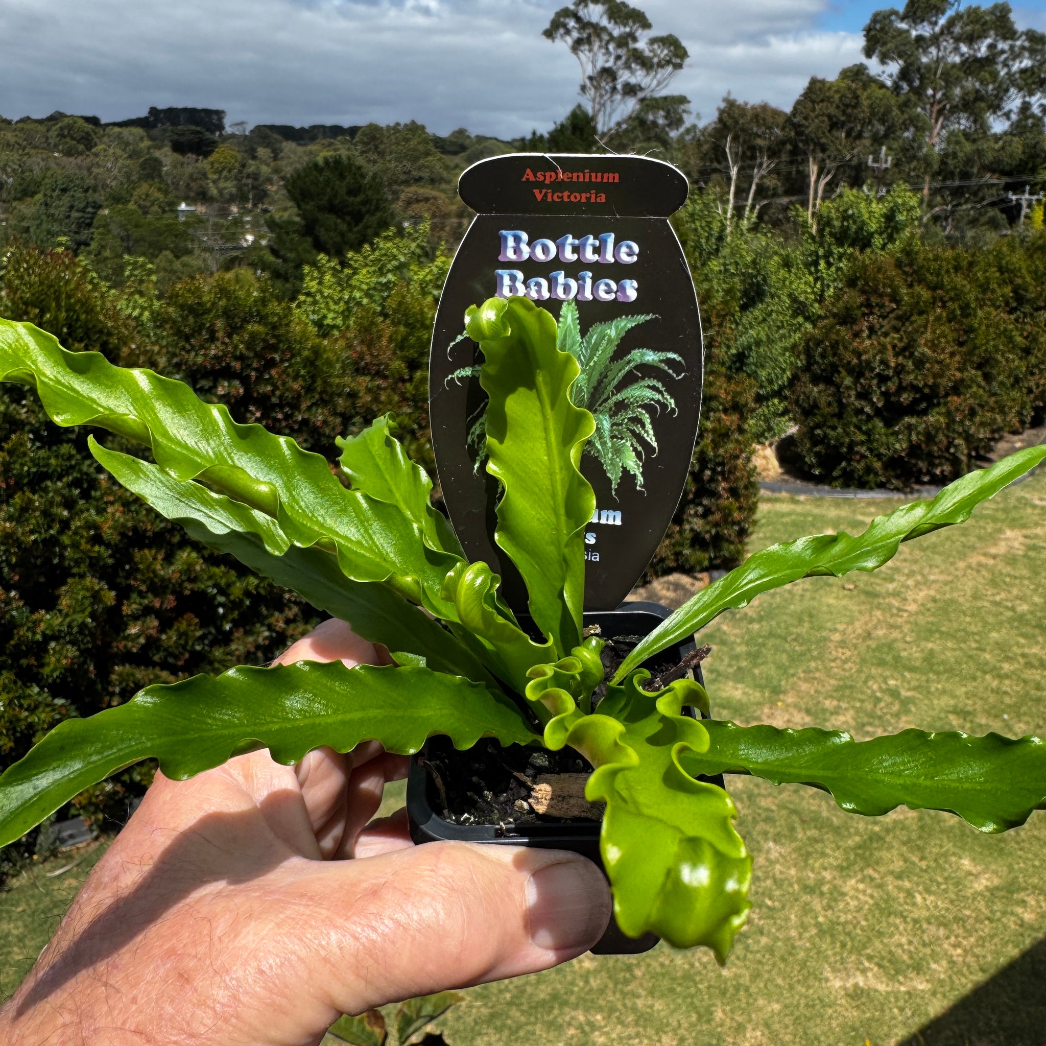 Asplenium-Victoria-Plant-66