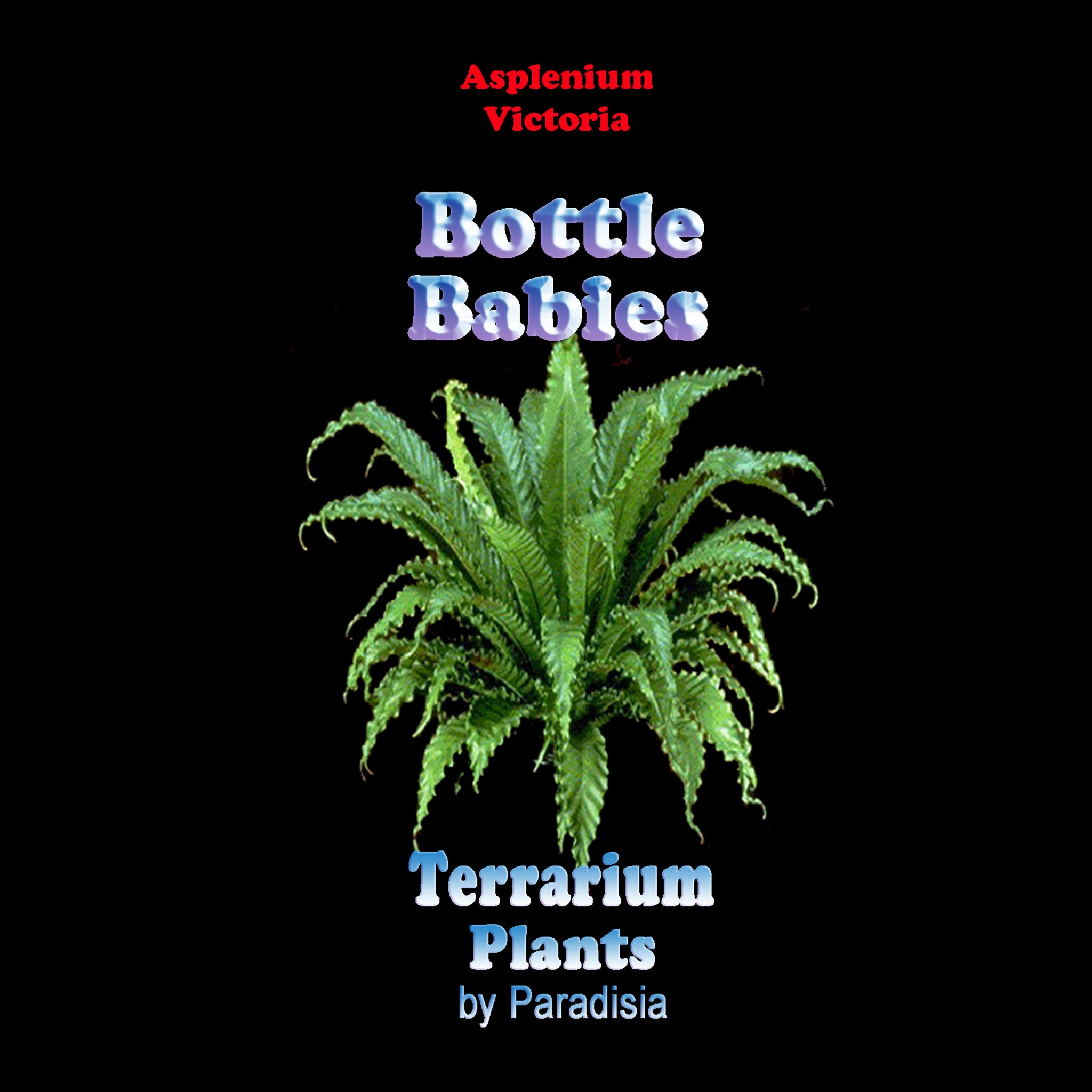 Asplenium-Victoria-Tag