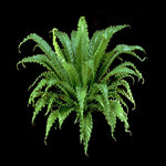 Asplenium-Victoria