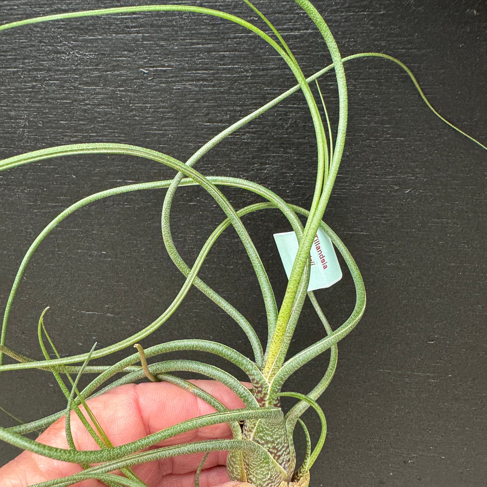 Tillandsia butzii