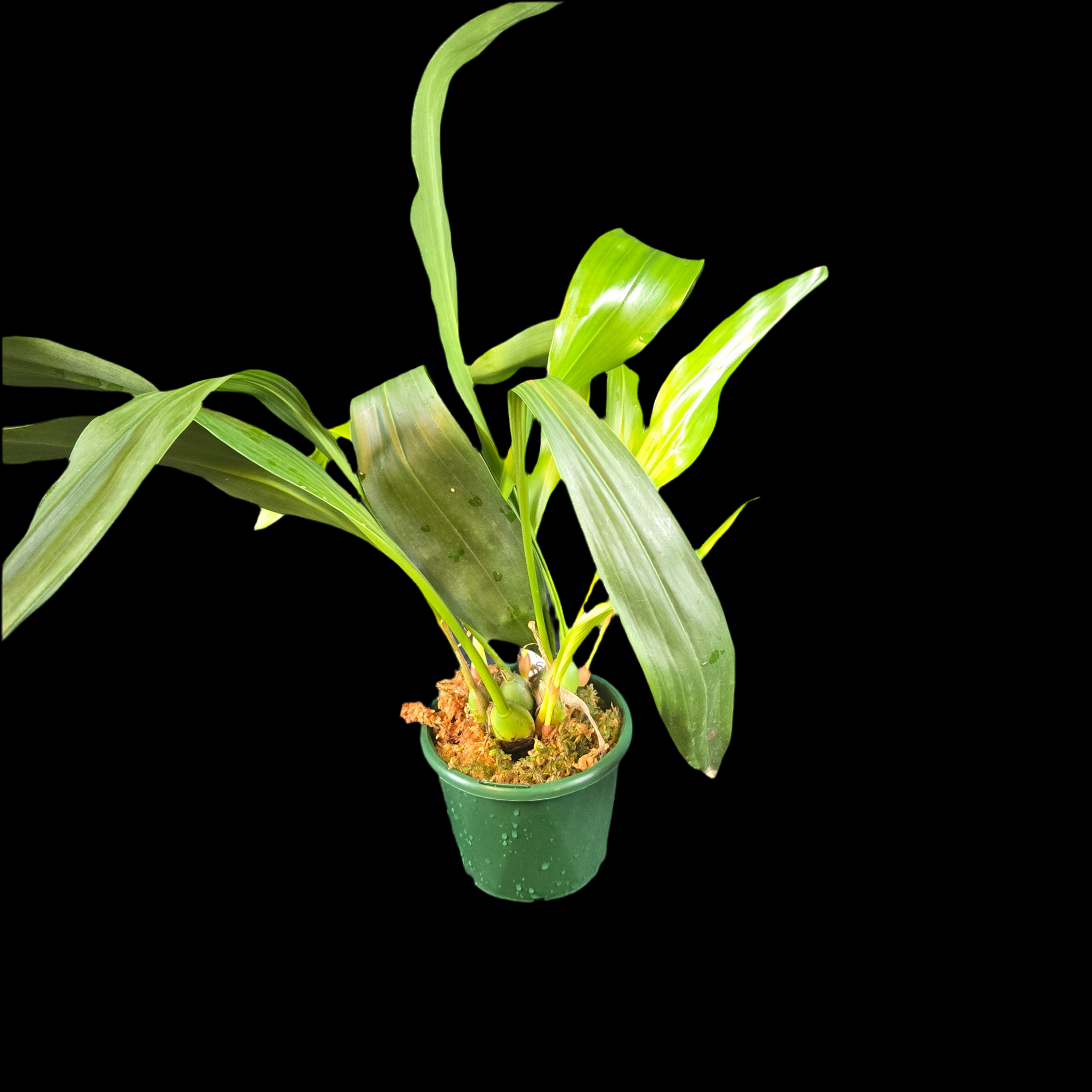 Coelogyne (Syn. Dendrochilum) glumanceum