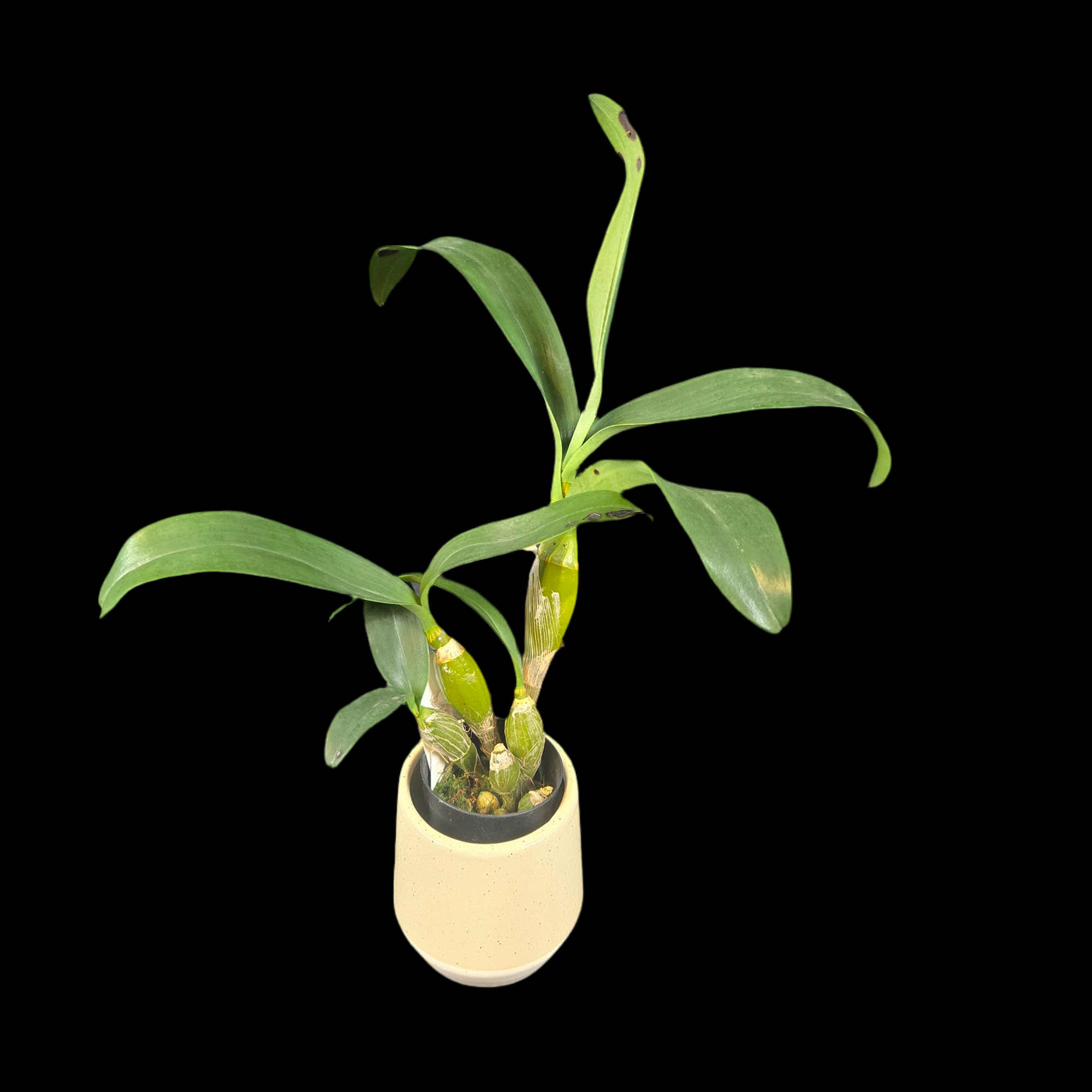 Dendrobium chrysotoxum var. suavissimum