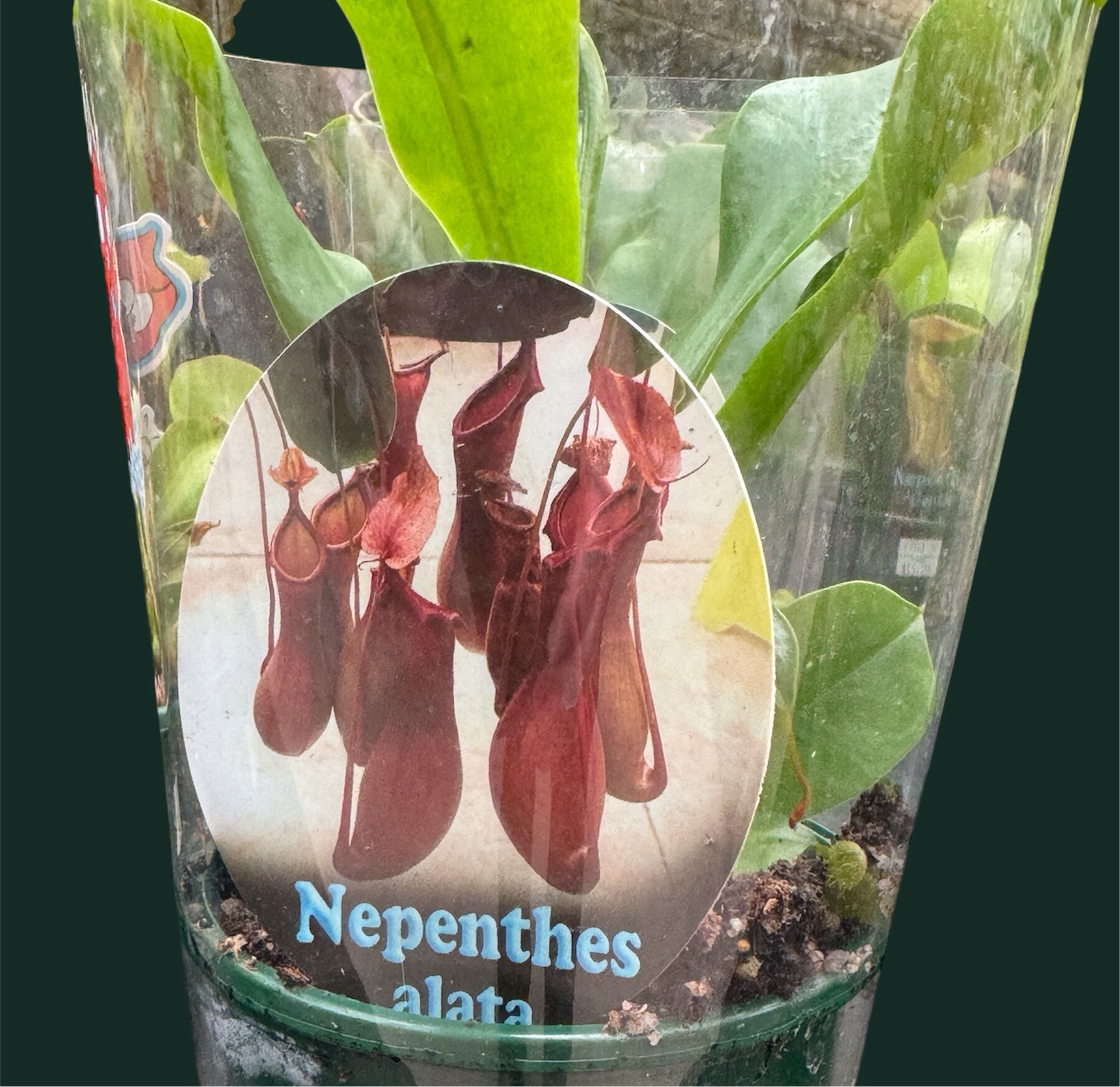 Nepenthes alata - Winged Pitcher Plant