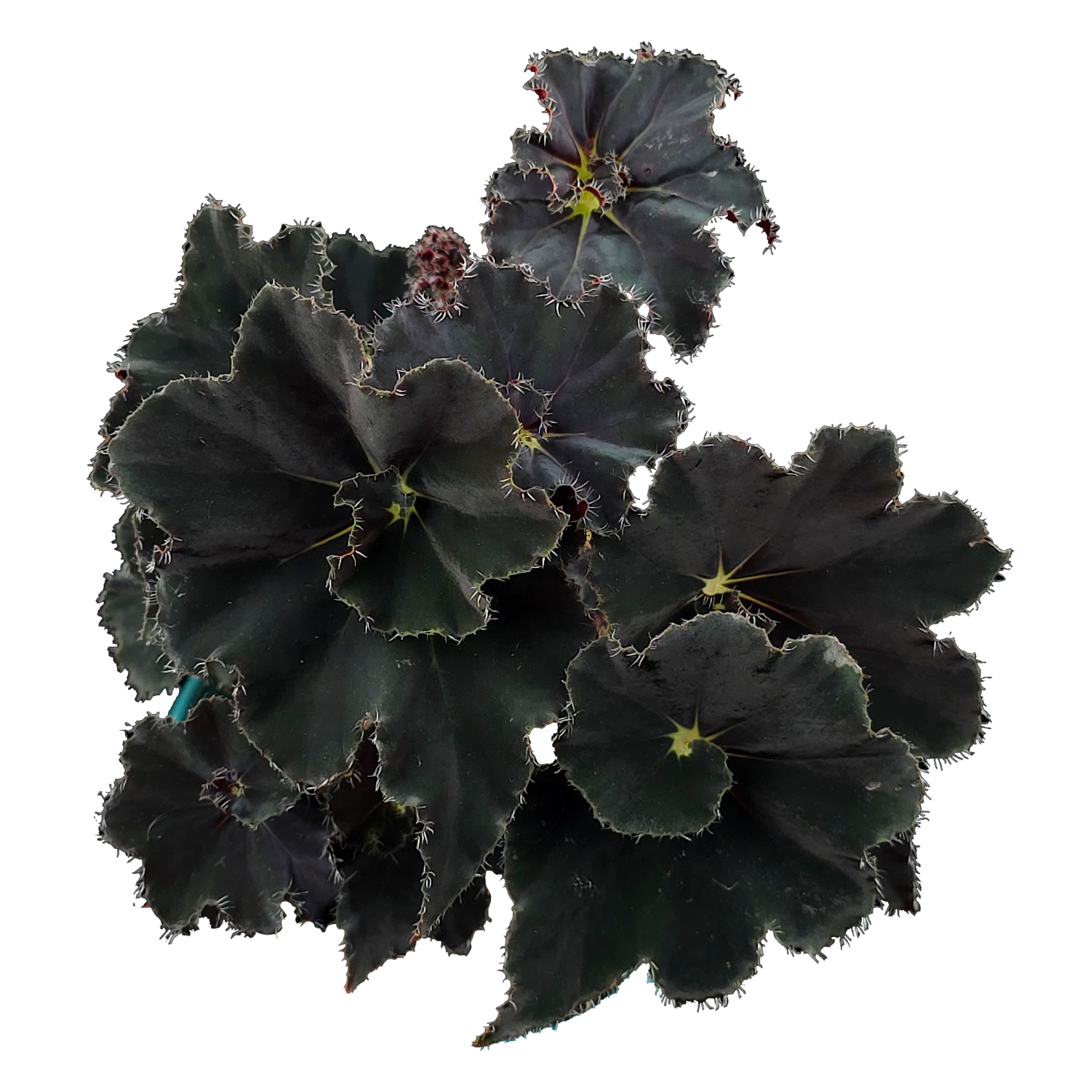 Begonia Dark Mamba WA Prohibited Collectors Online begonia-dark-mamba-wa-prohibited-collectors-online
