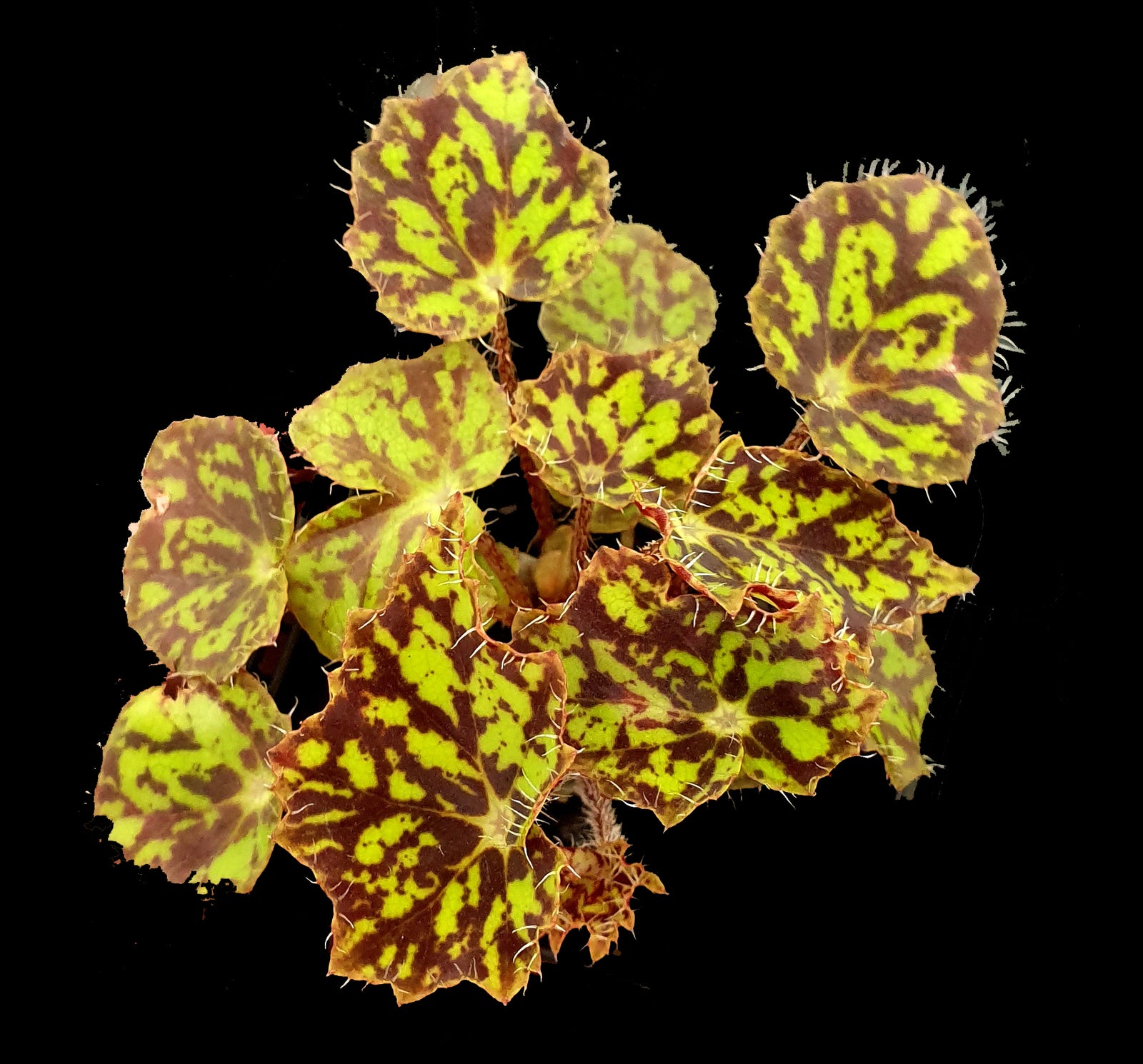 Begonia 'Bright Eyes' (WA prohibited)