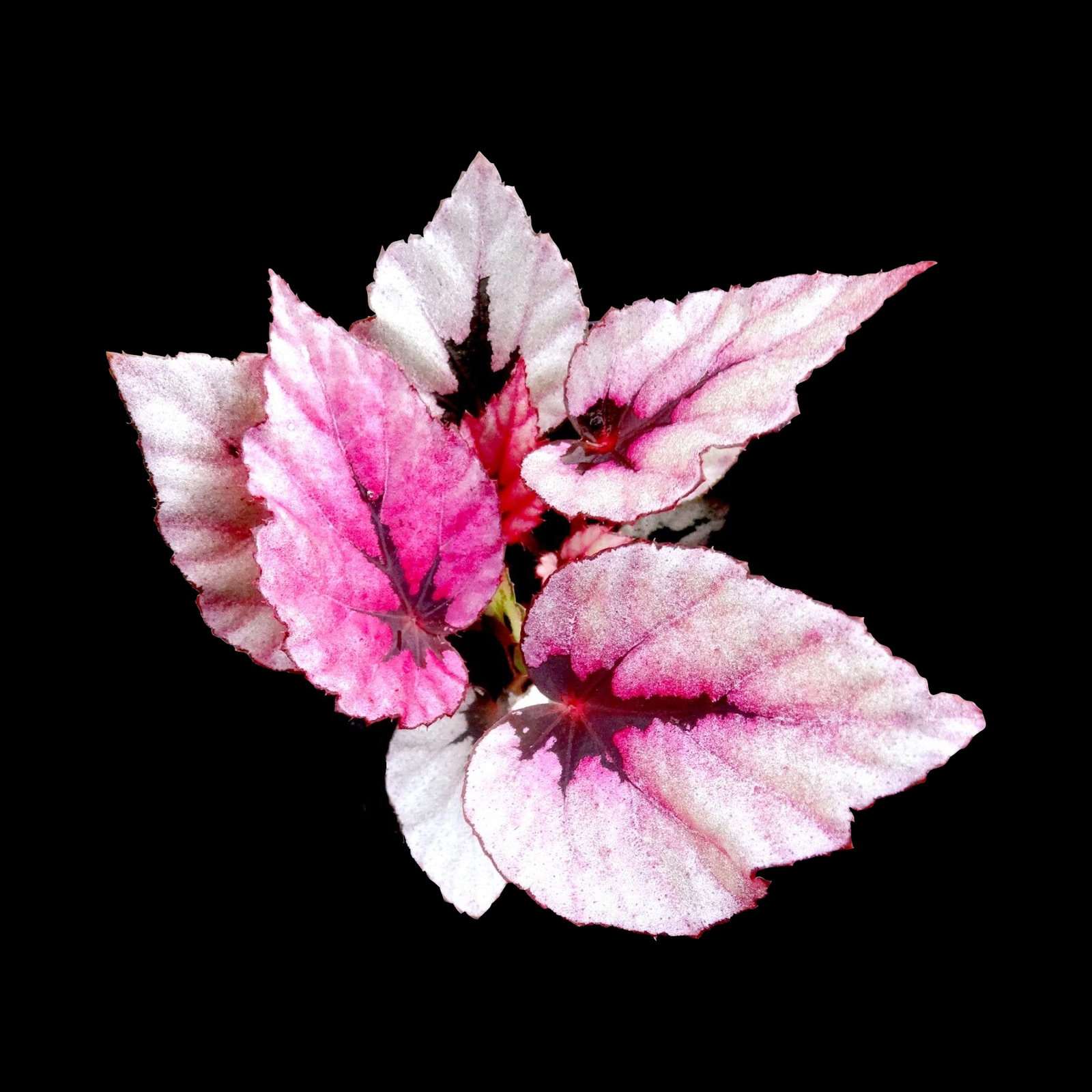 Begonia 'Indian Summer' (WA prohibited)