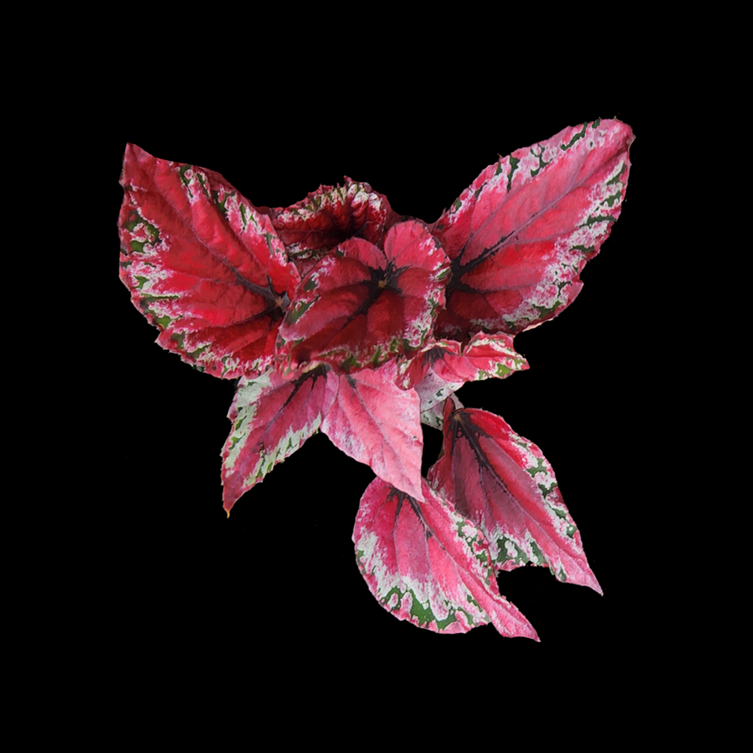 Begonia 'Maui Sunset' (WA Prohibited)