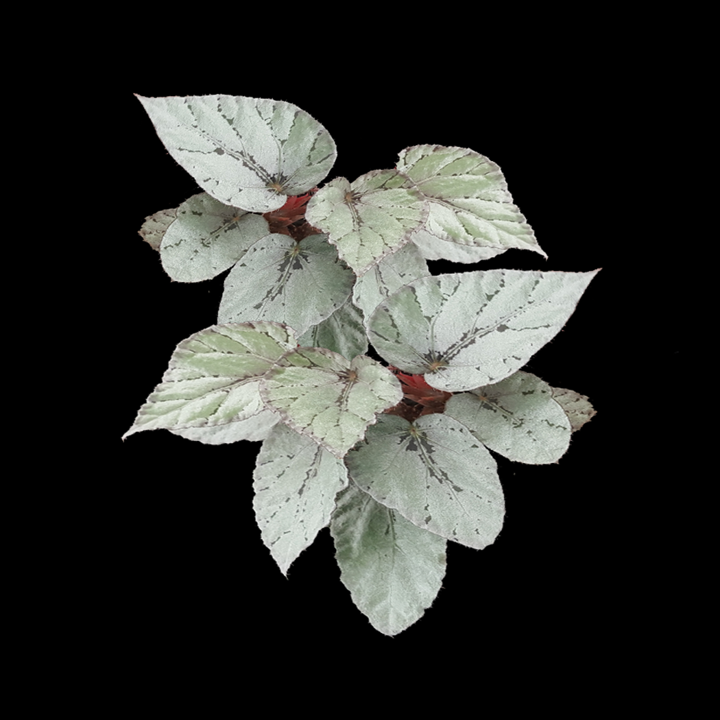 Begonia 'Mini Silver' (WA prohibited)