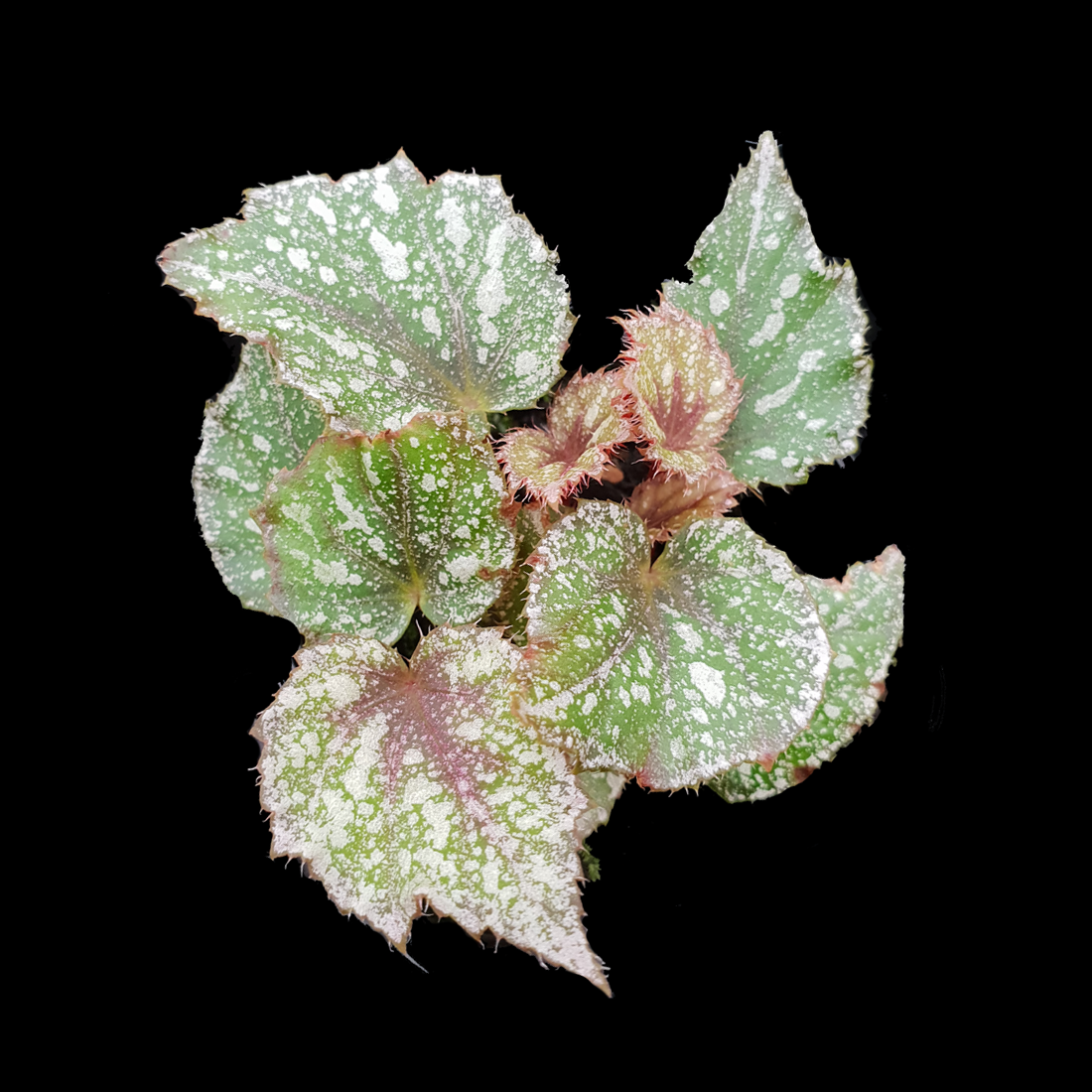 Begonia 'Speckles' (WA Prohibited)