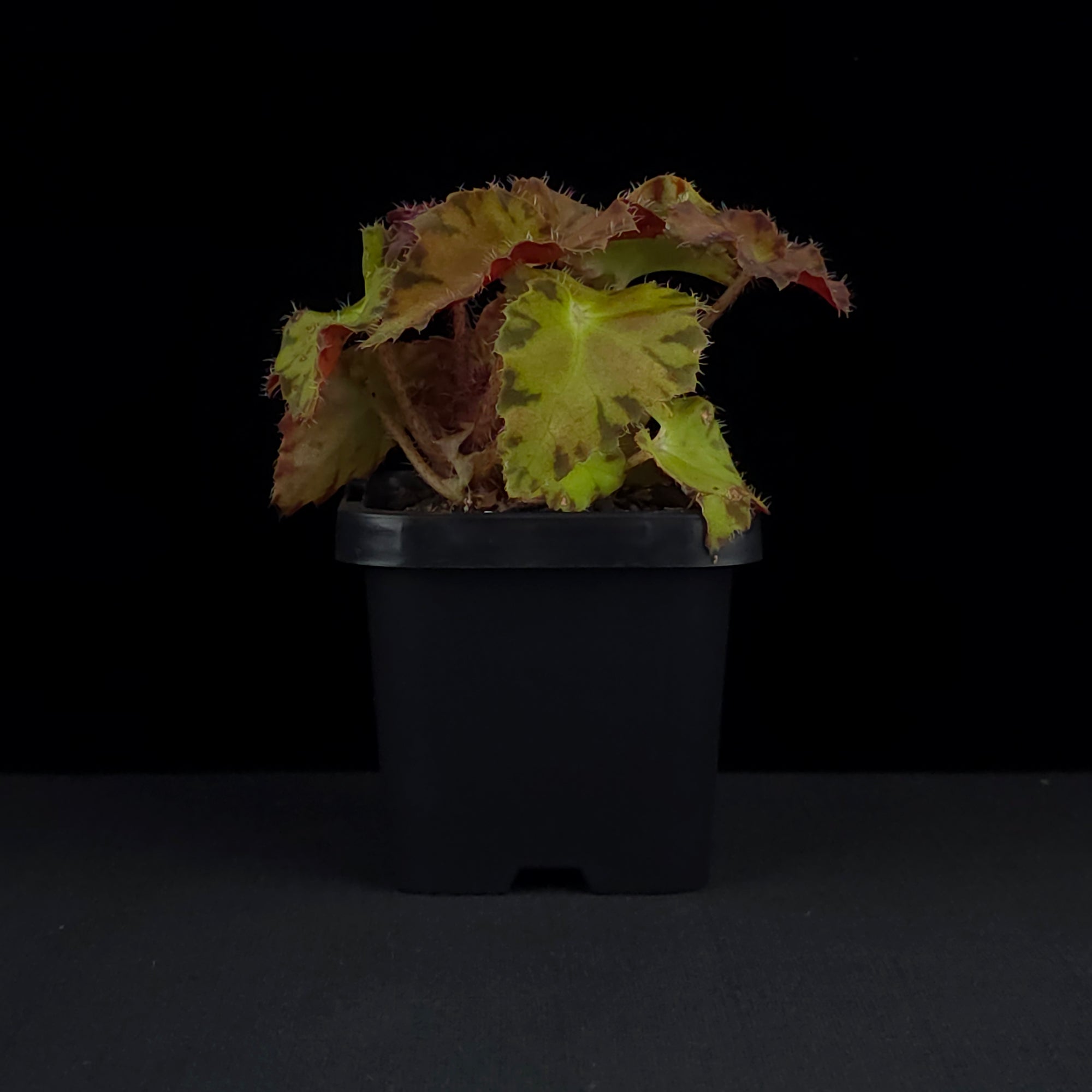 Begonia 'Sunset Blaze' (WA prohibited)