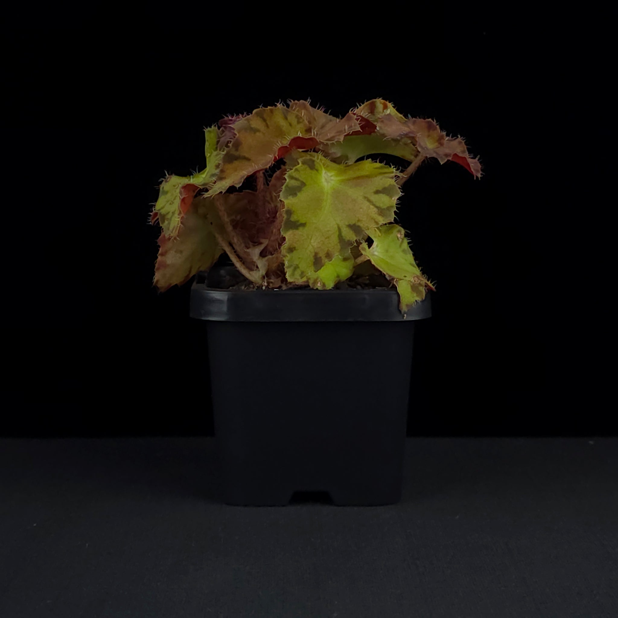 Begonia 'Sunset Blaze' (WA prohibited)