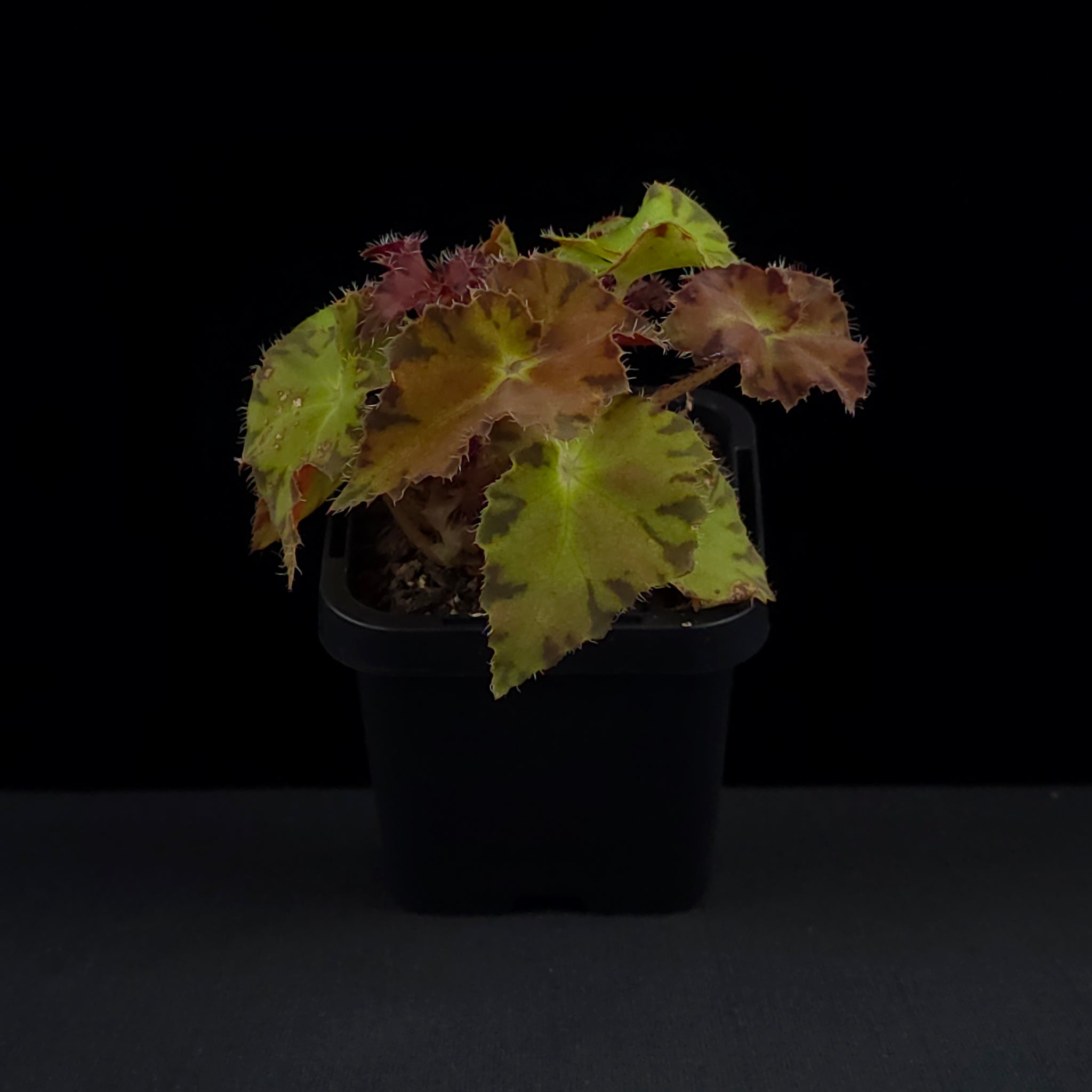 Begonia 'Sunset Blaze' (WA prohibited)