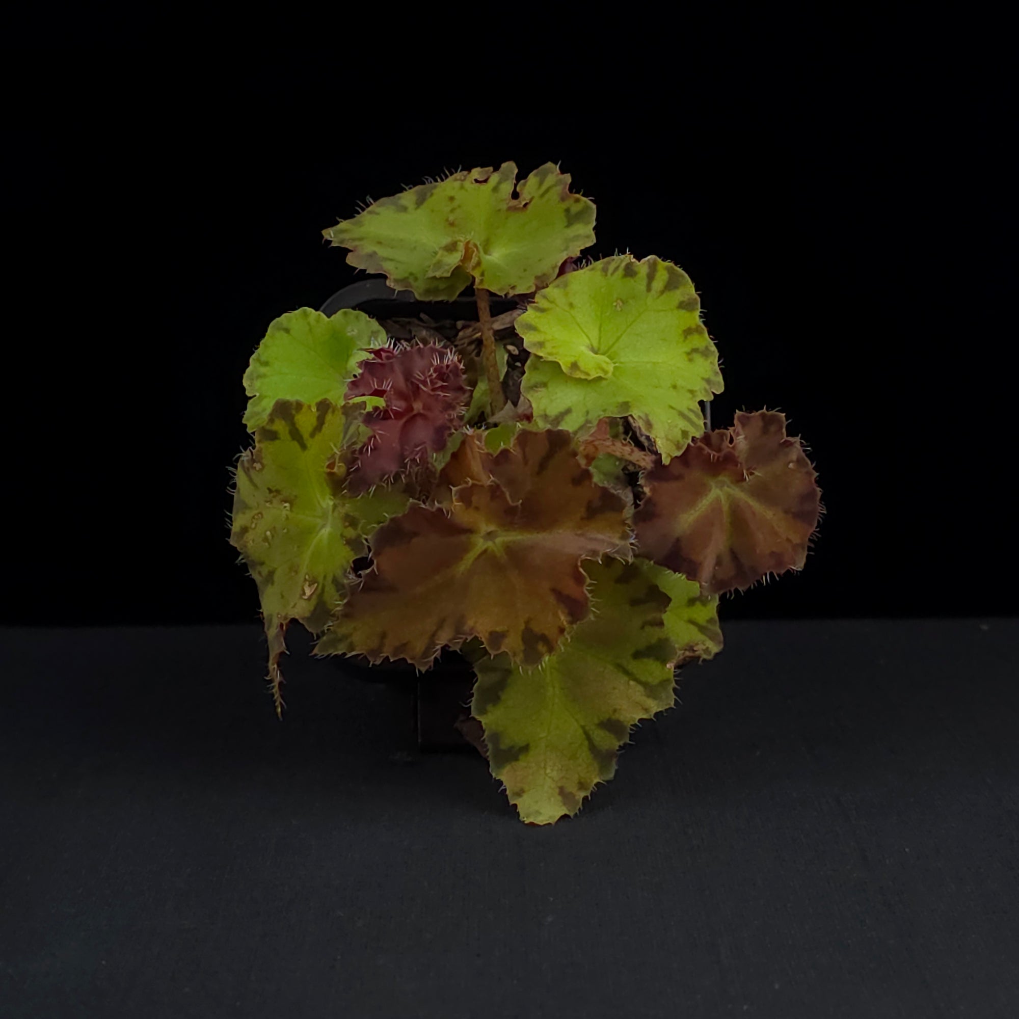 Begonia 'Sunset Blaze' (WA prohibited)