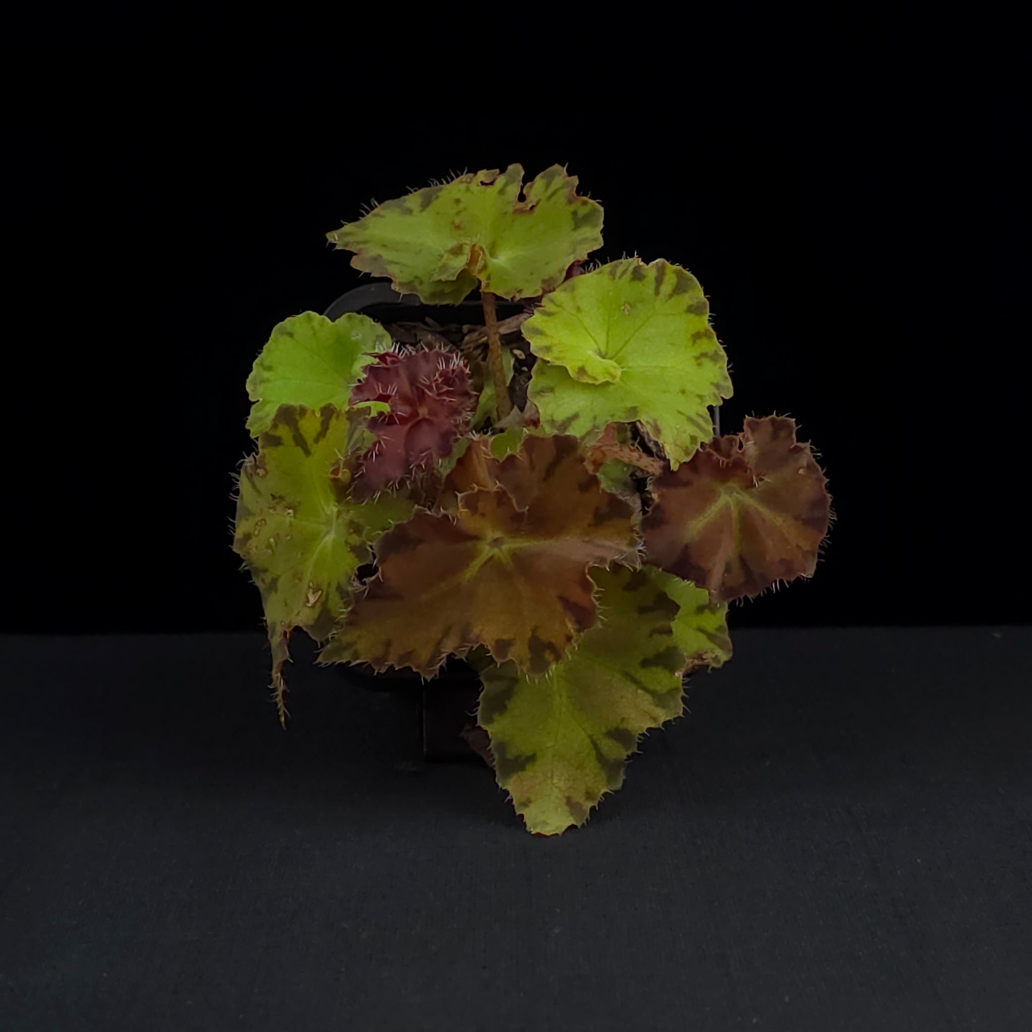Begonia 'Sunset Blaze' (WA prohibited)