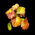 Begonia 'Sunset Blaze' (WA prohibited)
