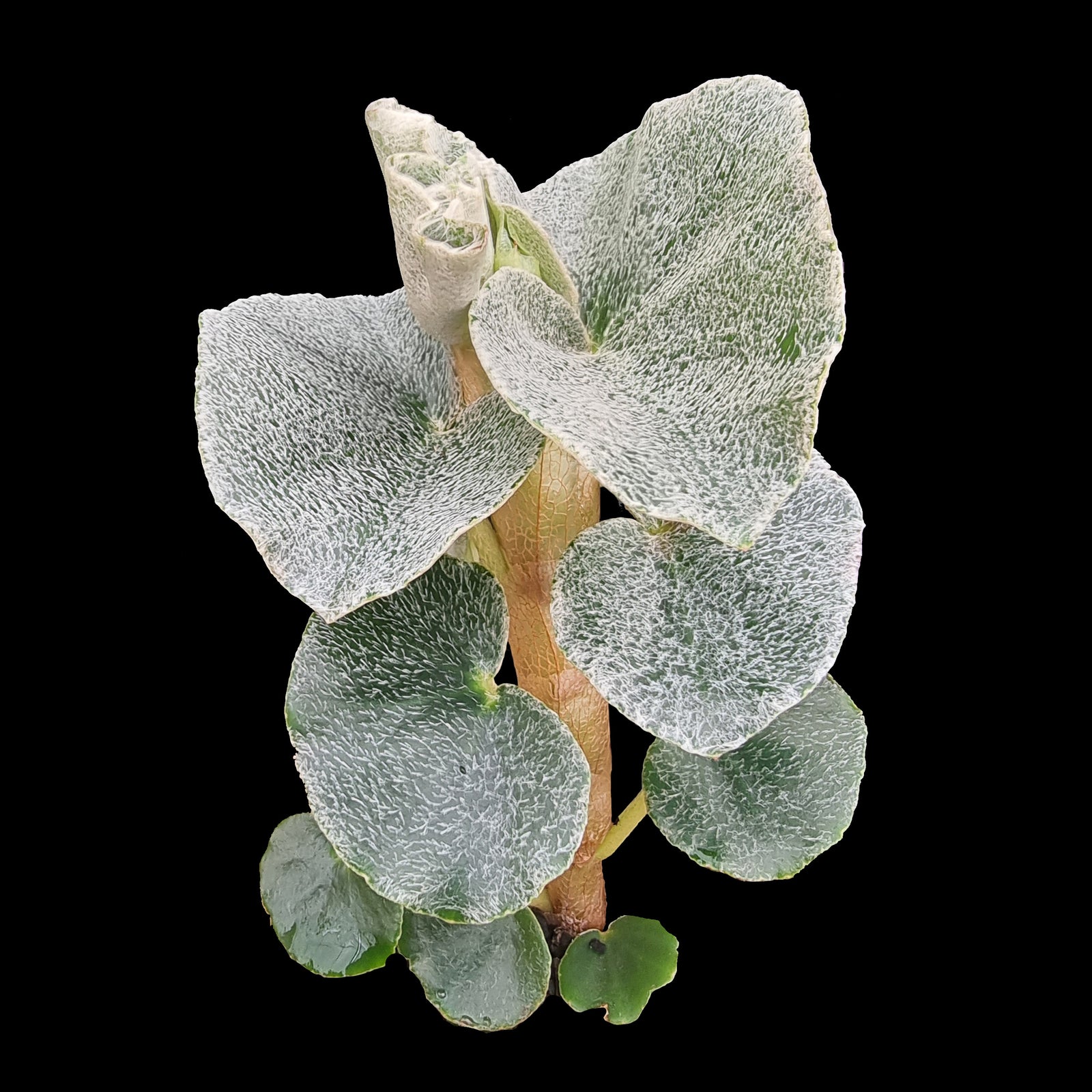 Begonia venosa (WA prohibited)