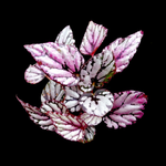 Begonia 'Hugh McLaughlin' (WA Prohibited)
