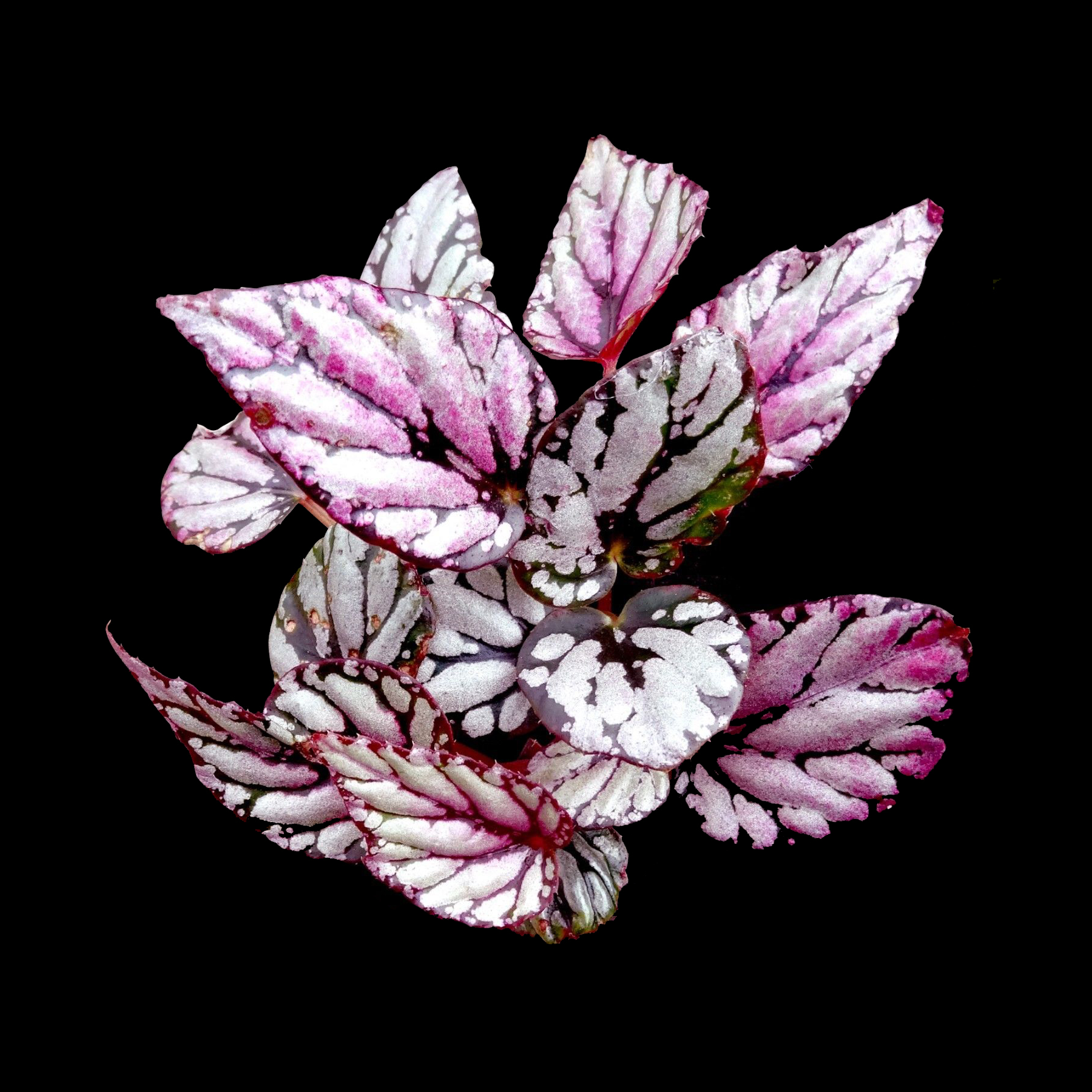 Begonia 'Hugh McLaughlin' (WA Prohibited)