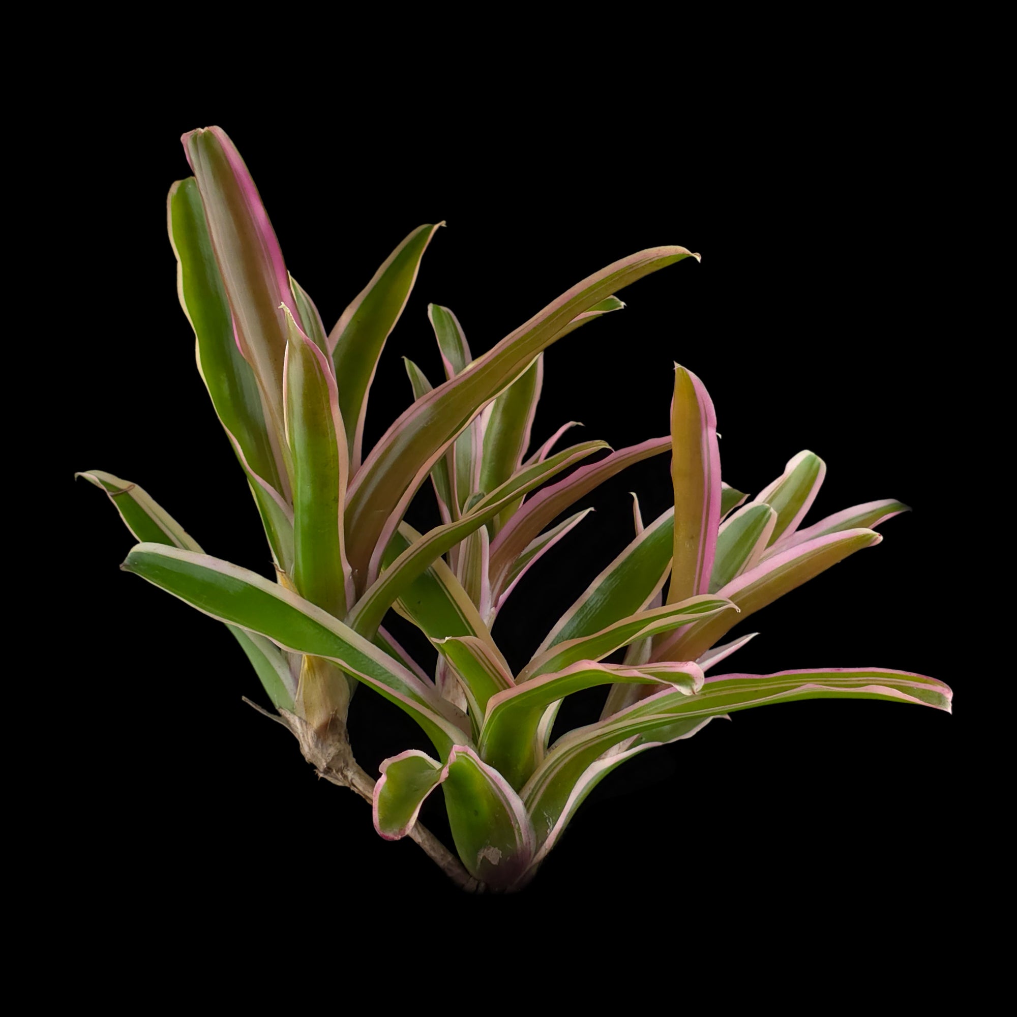 Neoregelia Fireball 'Lyda's Pride'
