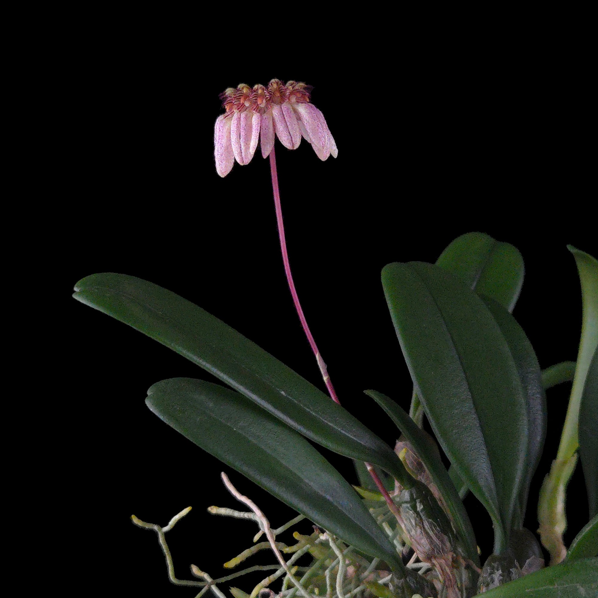 Bulbophyllum sikkimense
