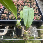 Bulbophyllum lasianthum
