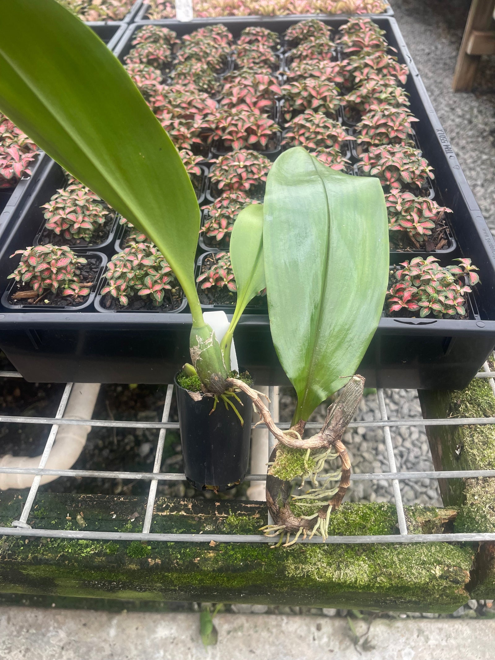 Bulbophyllum lasianthum