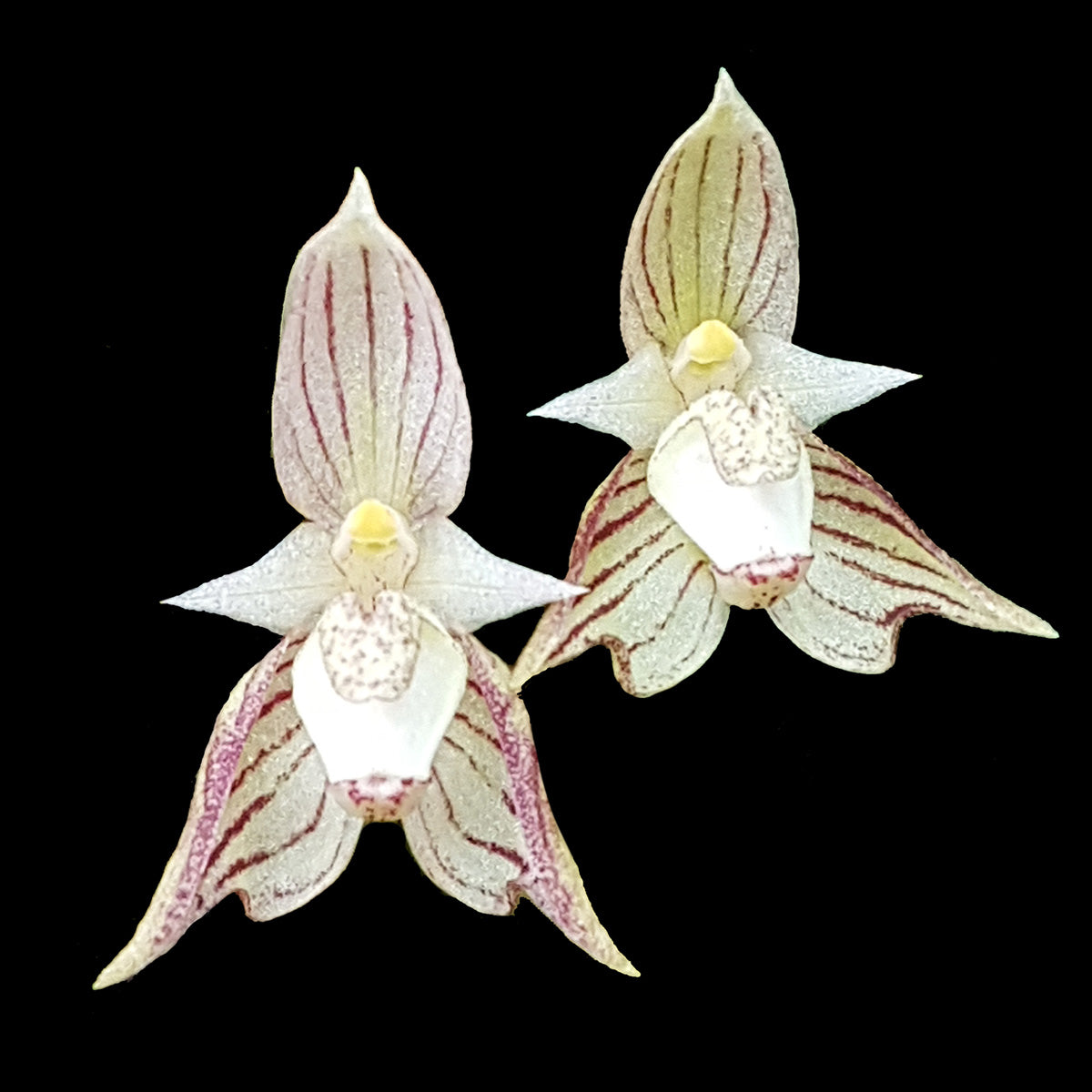 Bulbophyllum ambrosia