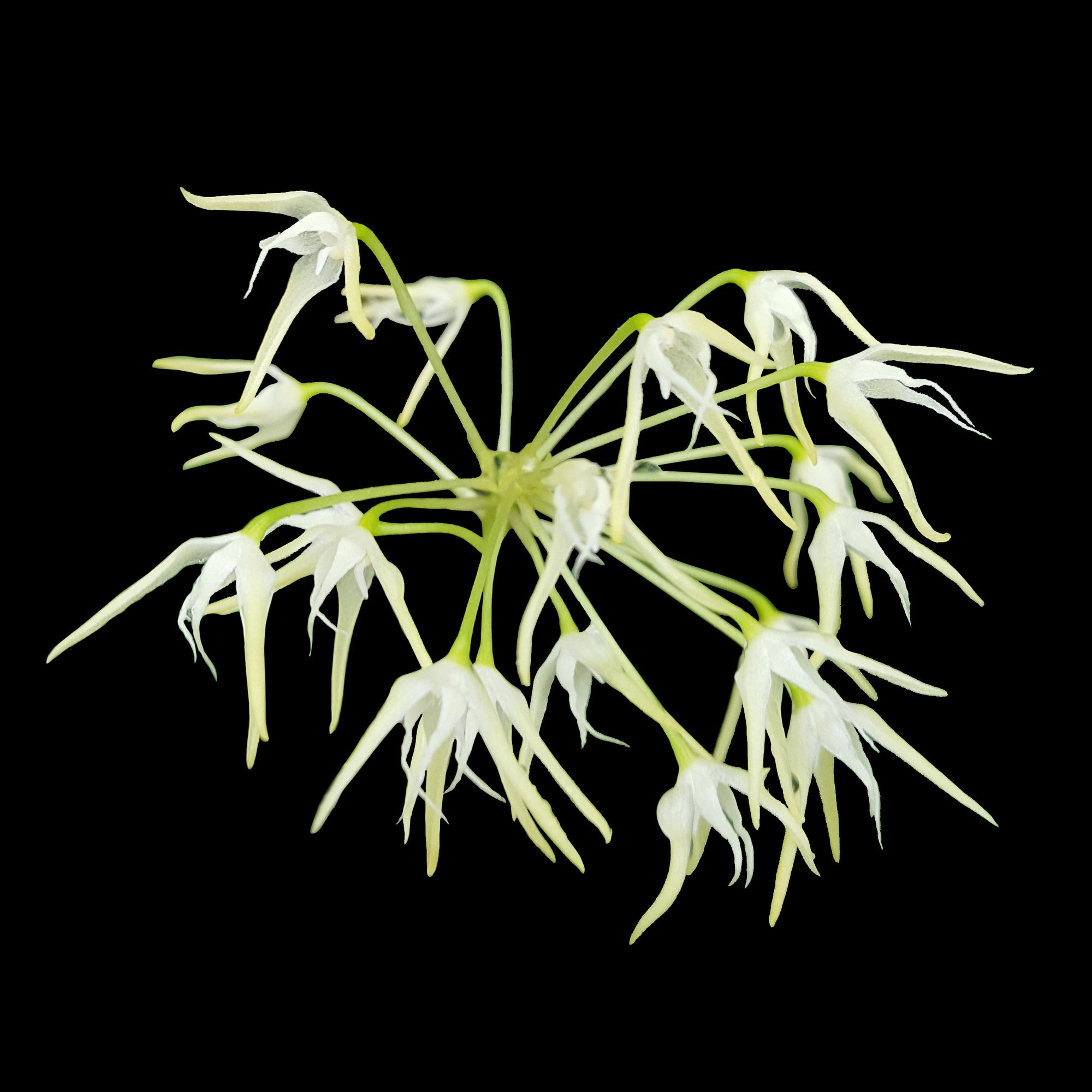 Bulbophyllum laxiflorum - The Delicate Orchid with a Twist