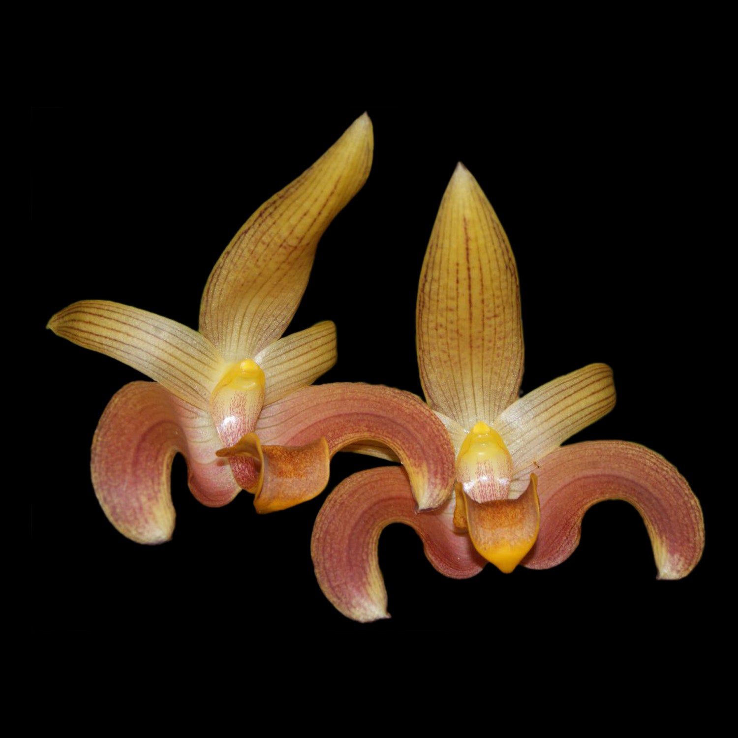 Bulbophyllum lobbii gigantea 'Caramel Sundae'