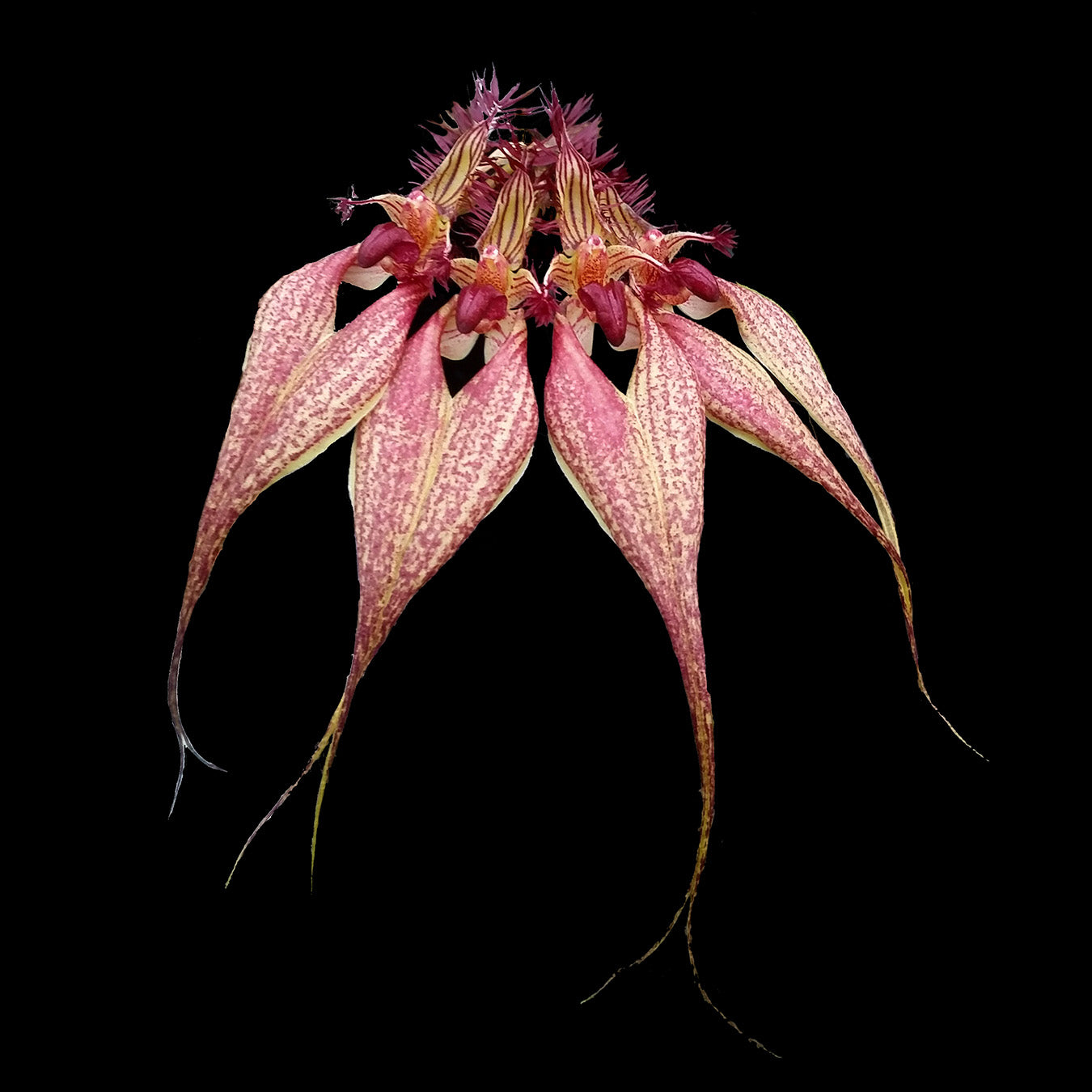 Bulbophyllum Vindobona – rothschildianum × ornatissimum