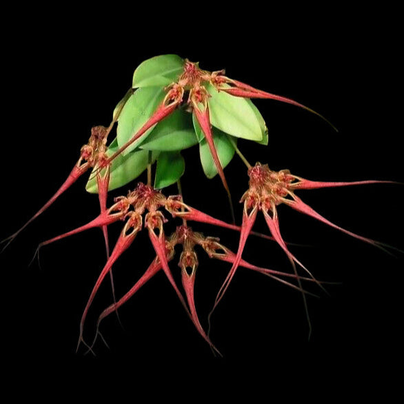 Bulbophyllum wendlandianum