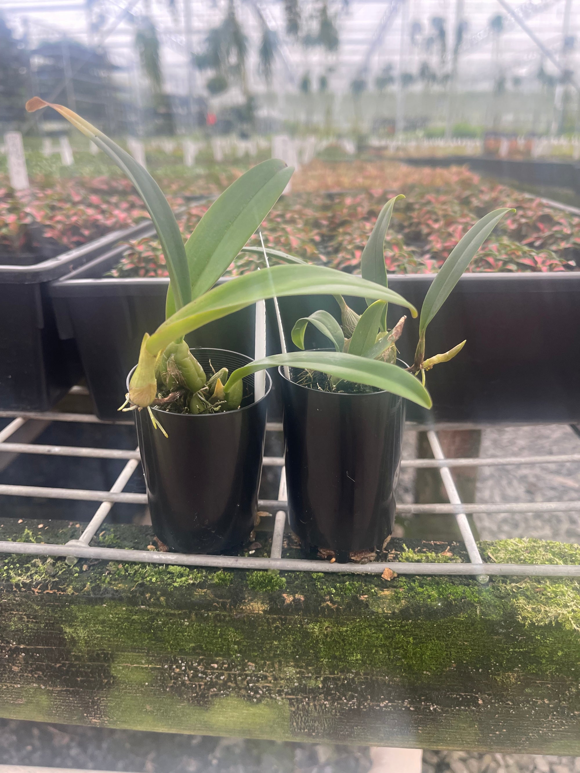 Bulbophyllum retusiusculum - The Miniature Orchid with a Giant Flower