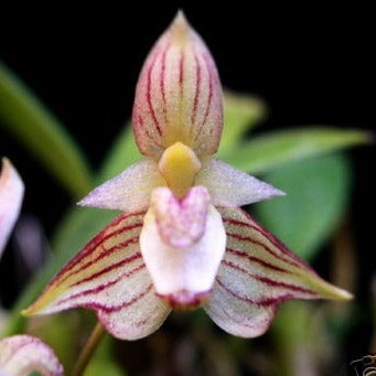 Bulbophyllum ambrosia