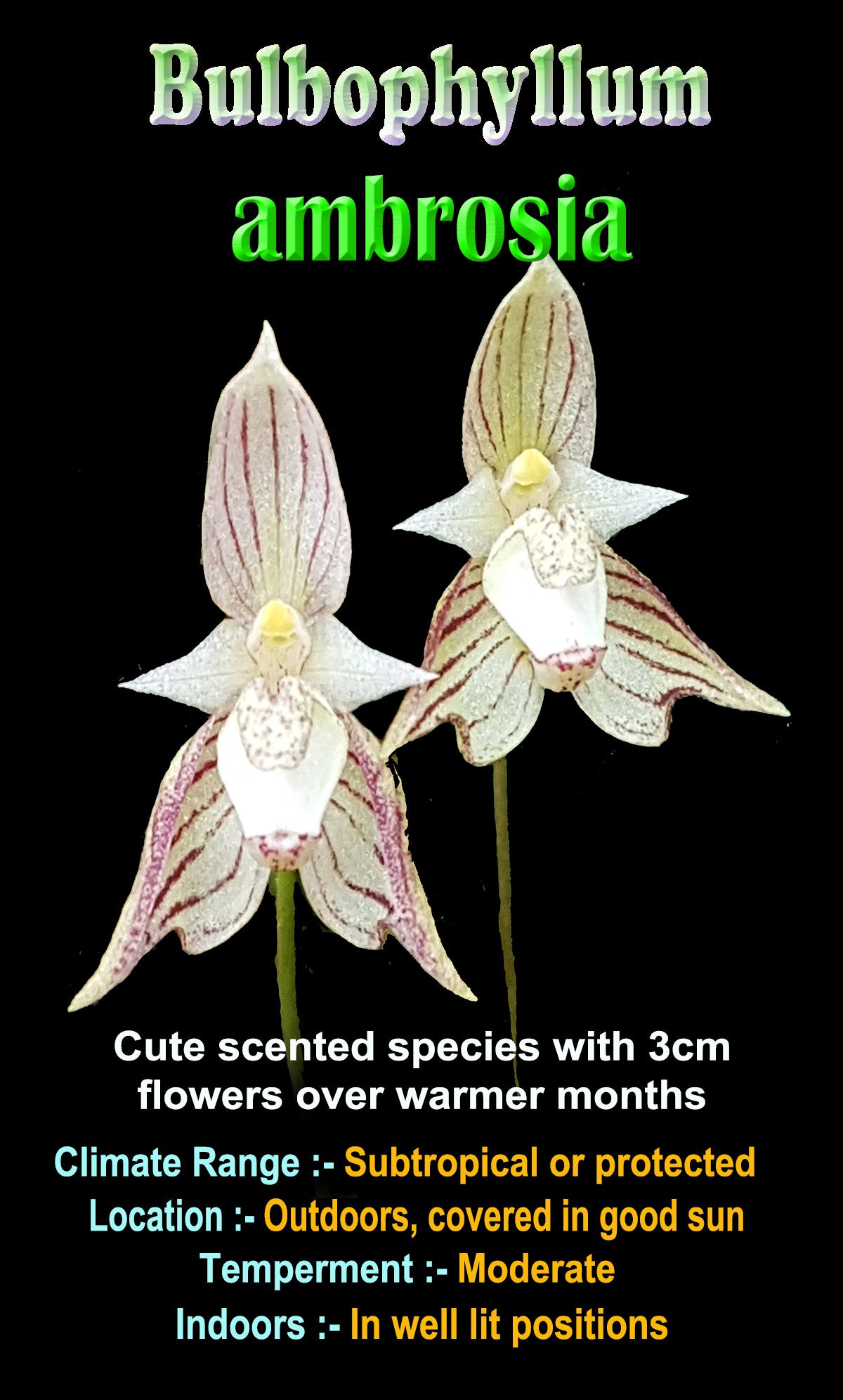 Bulbophyllum ambrosia