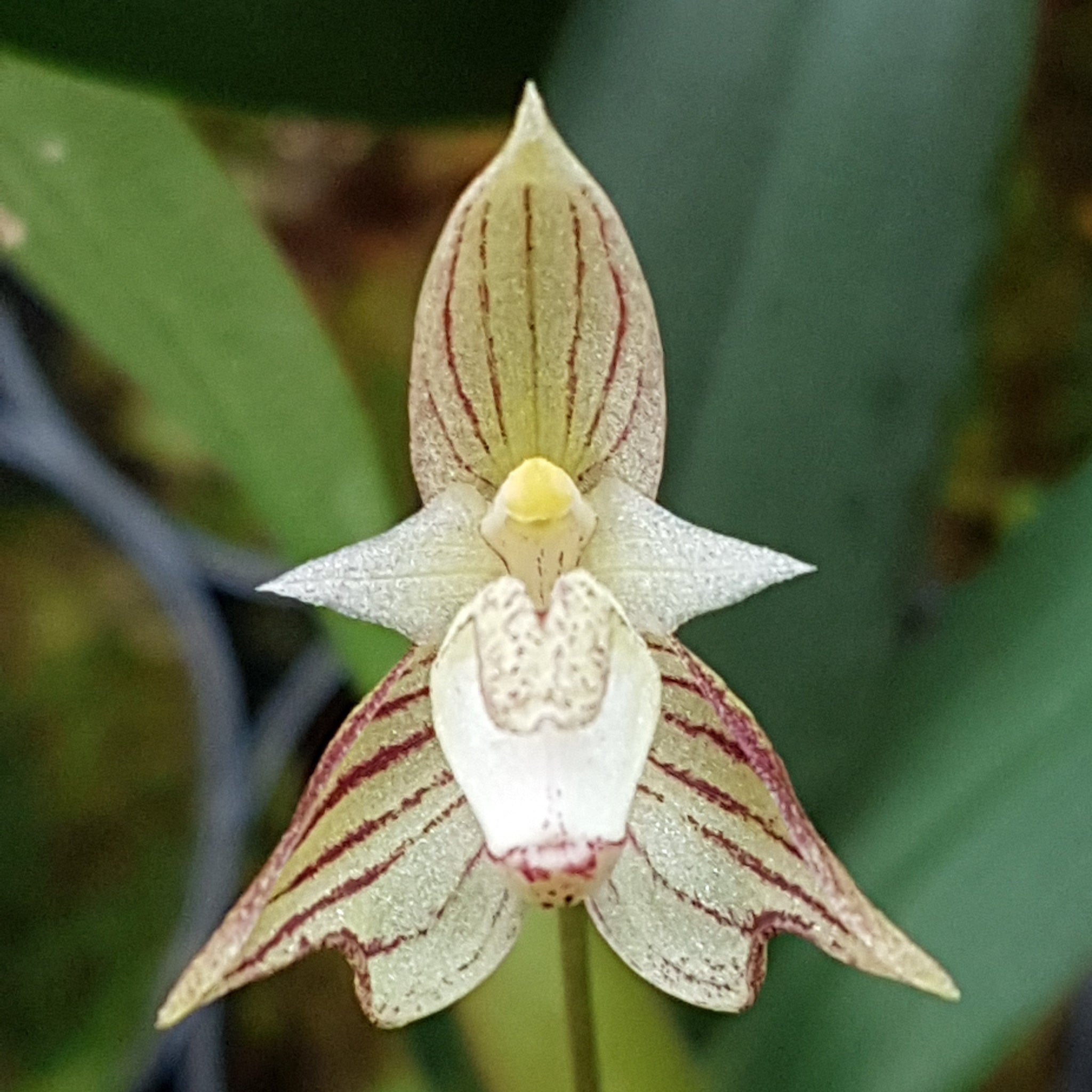Bulbophyllum ambrosia