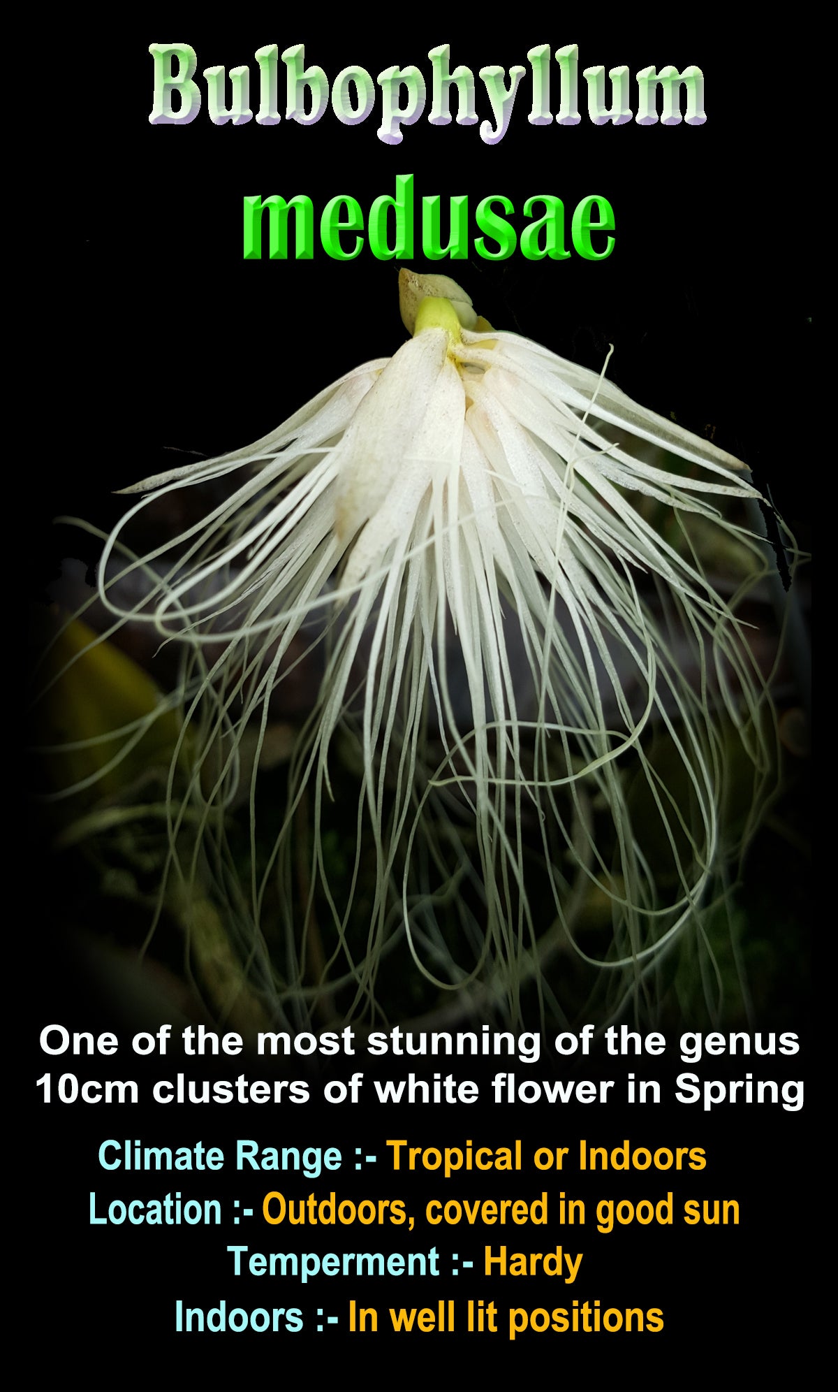 Bulbophyllum medusae - The Medusa Orchid