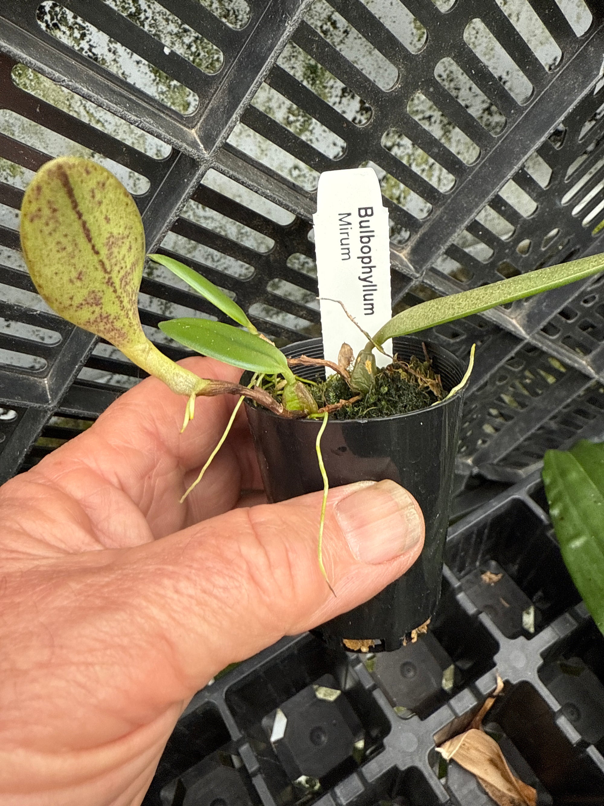 Bulbophyllum mirum