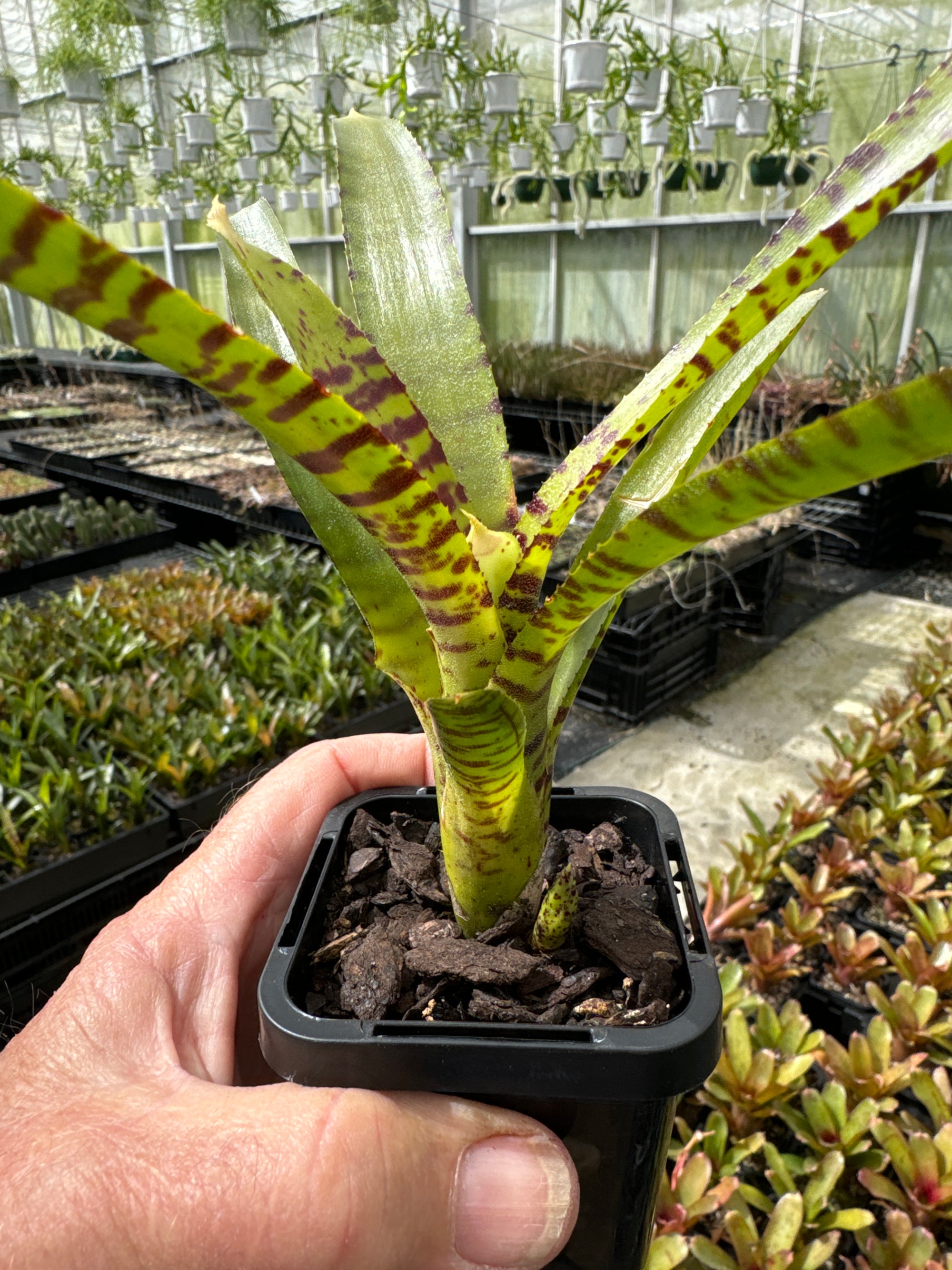 Neoregelia Mini Hybrid Green Red Striped Bromeliad Tiny Tot