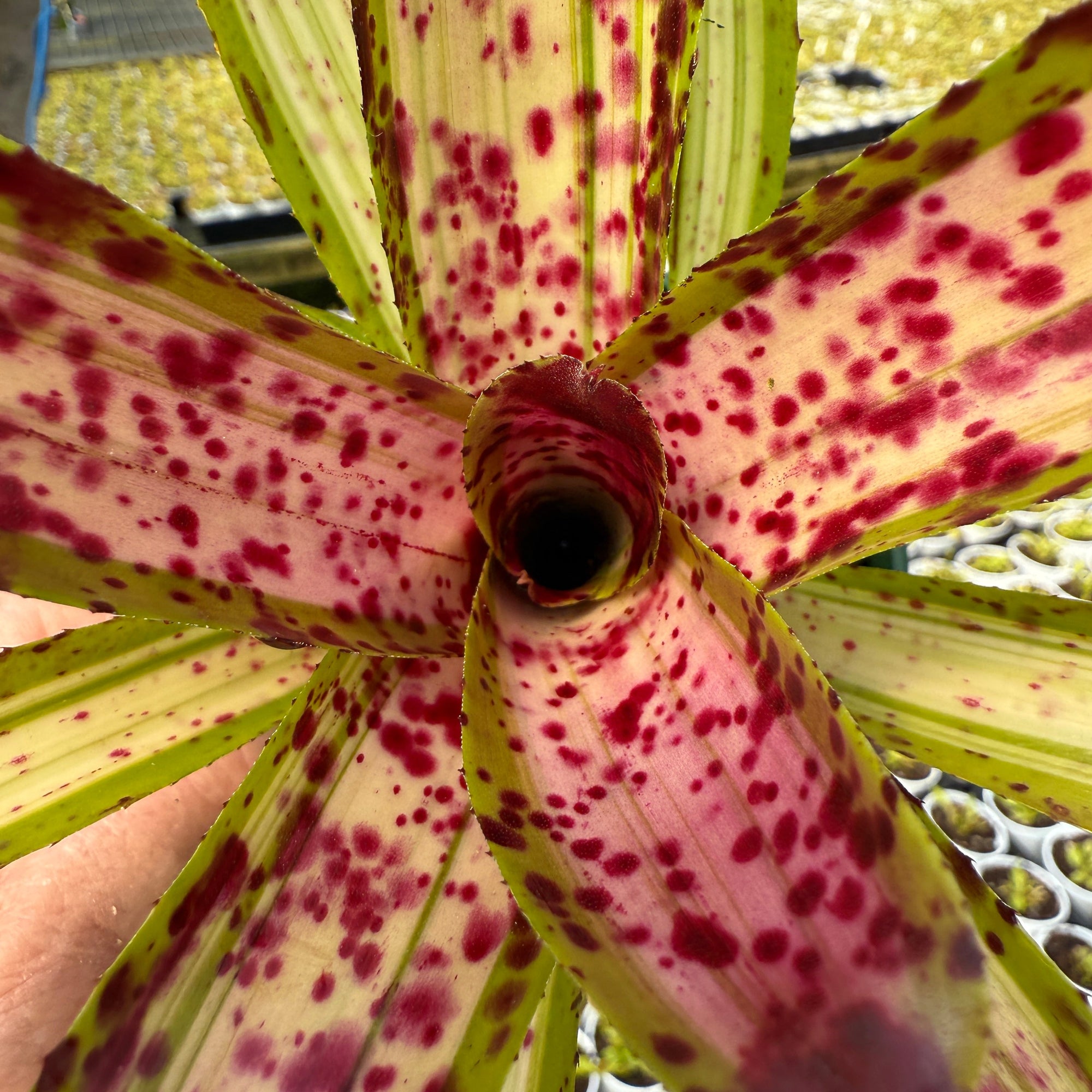 Neoregelia 'Chrissy'