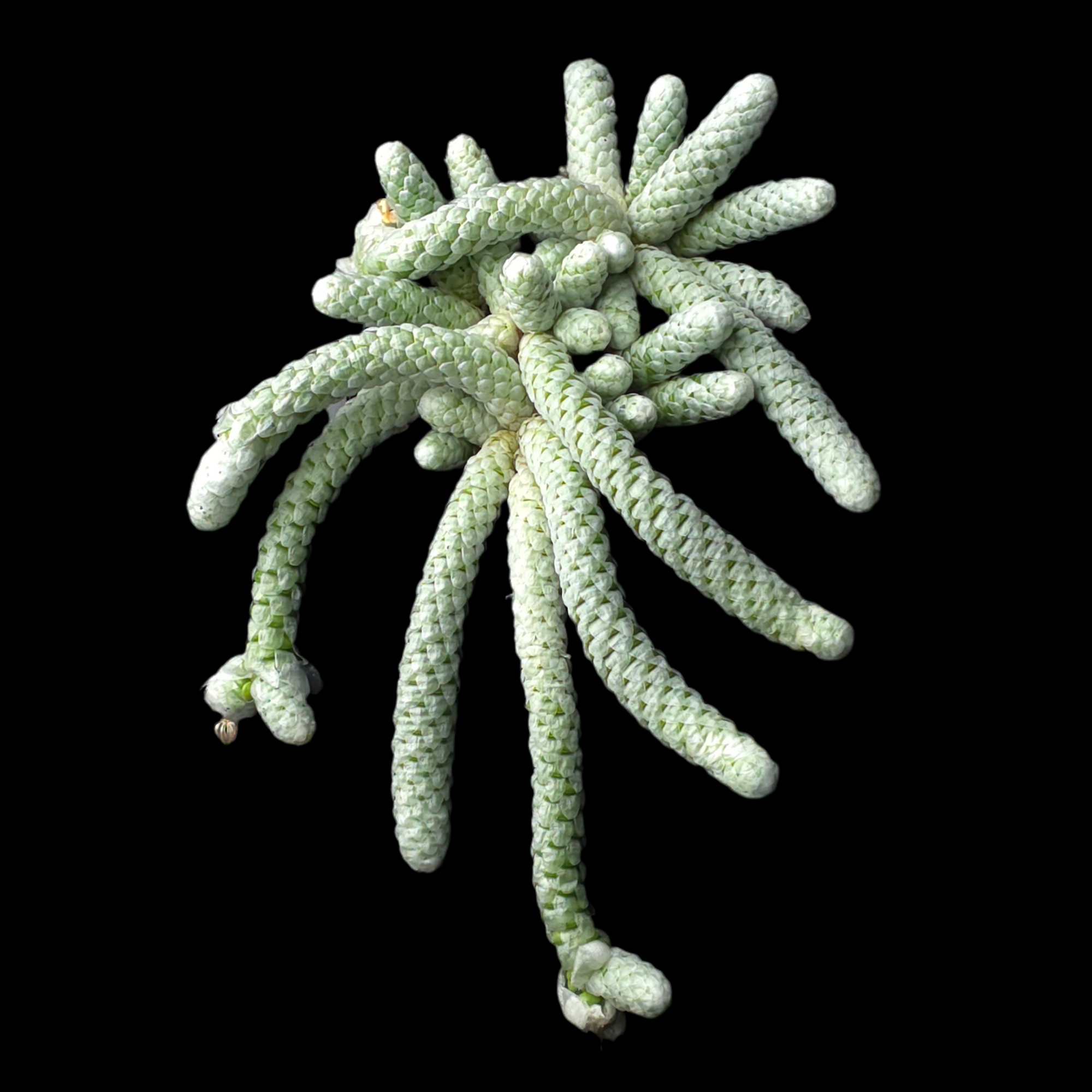 Avonia papyracea (syn. Anacampseros)