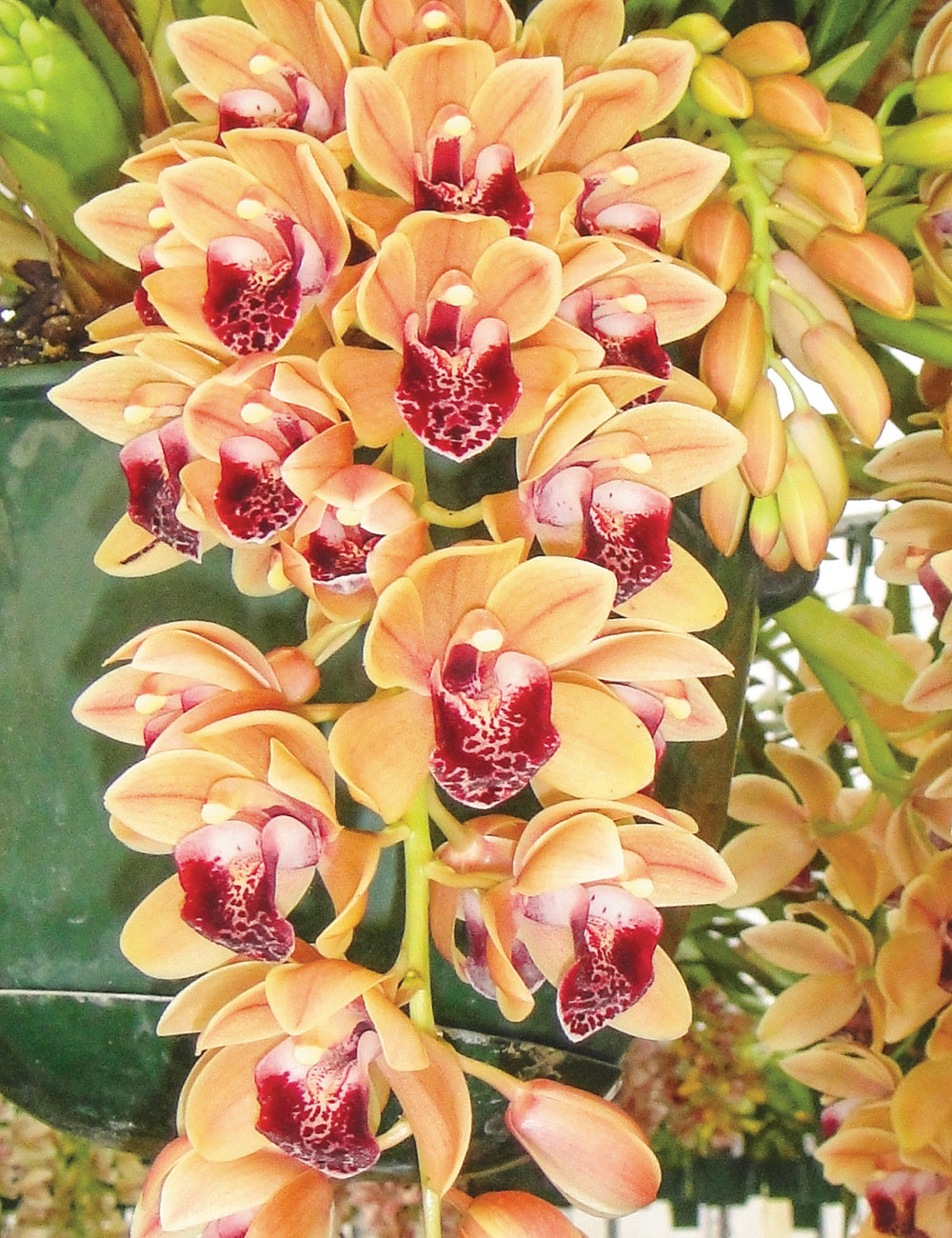 Cymbidium Mary Green 'Valencia'