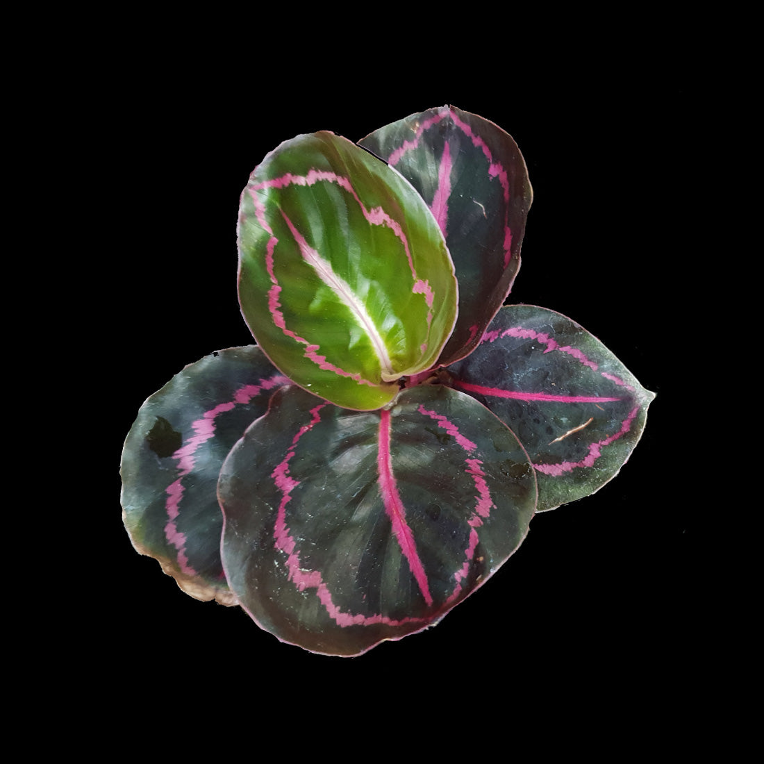 Calathea roseopicta 'Dottie' (Syn. Goeppertia)