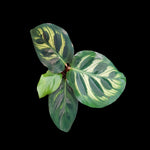 Calathea makoyana syn. Goeppertia - Peacock Plant (WA Prohibited)