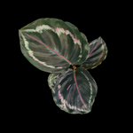 Calathea veitchiana 'Medallion' (Syn. Goeppertia)