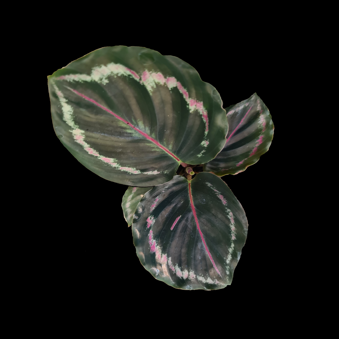 Calathea veitchiana 'Medallion' (Syn. Goeppertia)
