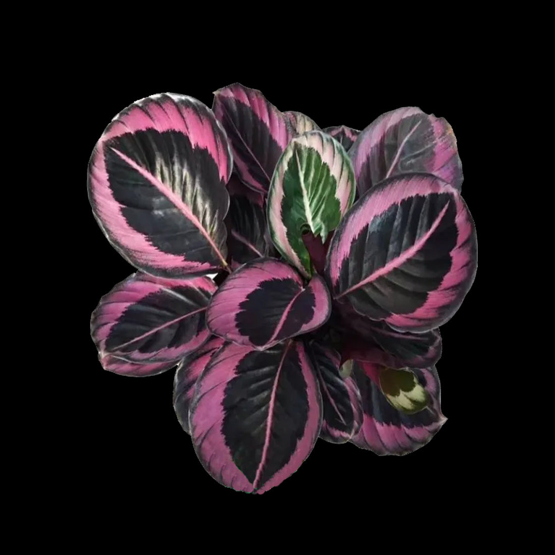 Calathea roseopicta 'Red Mojo' (syn. Goeppertia)