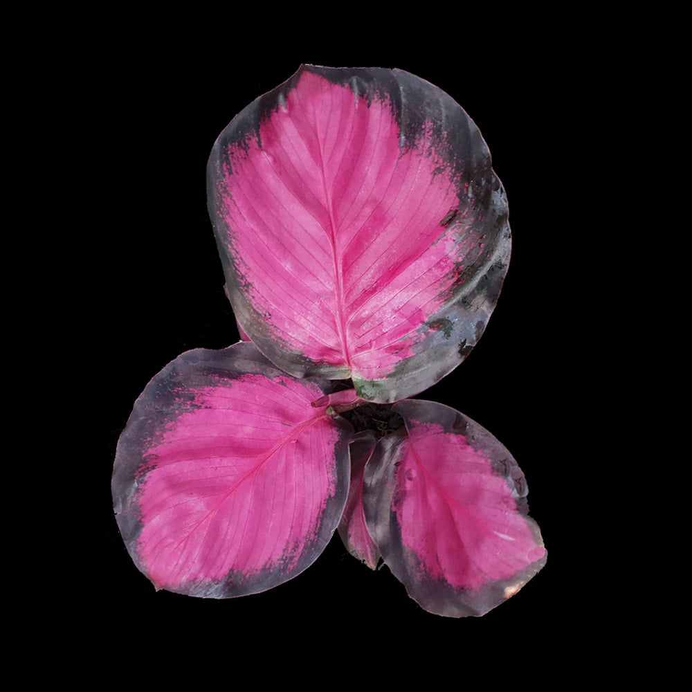 Calathea roseopicta 'Rosey'